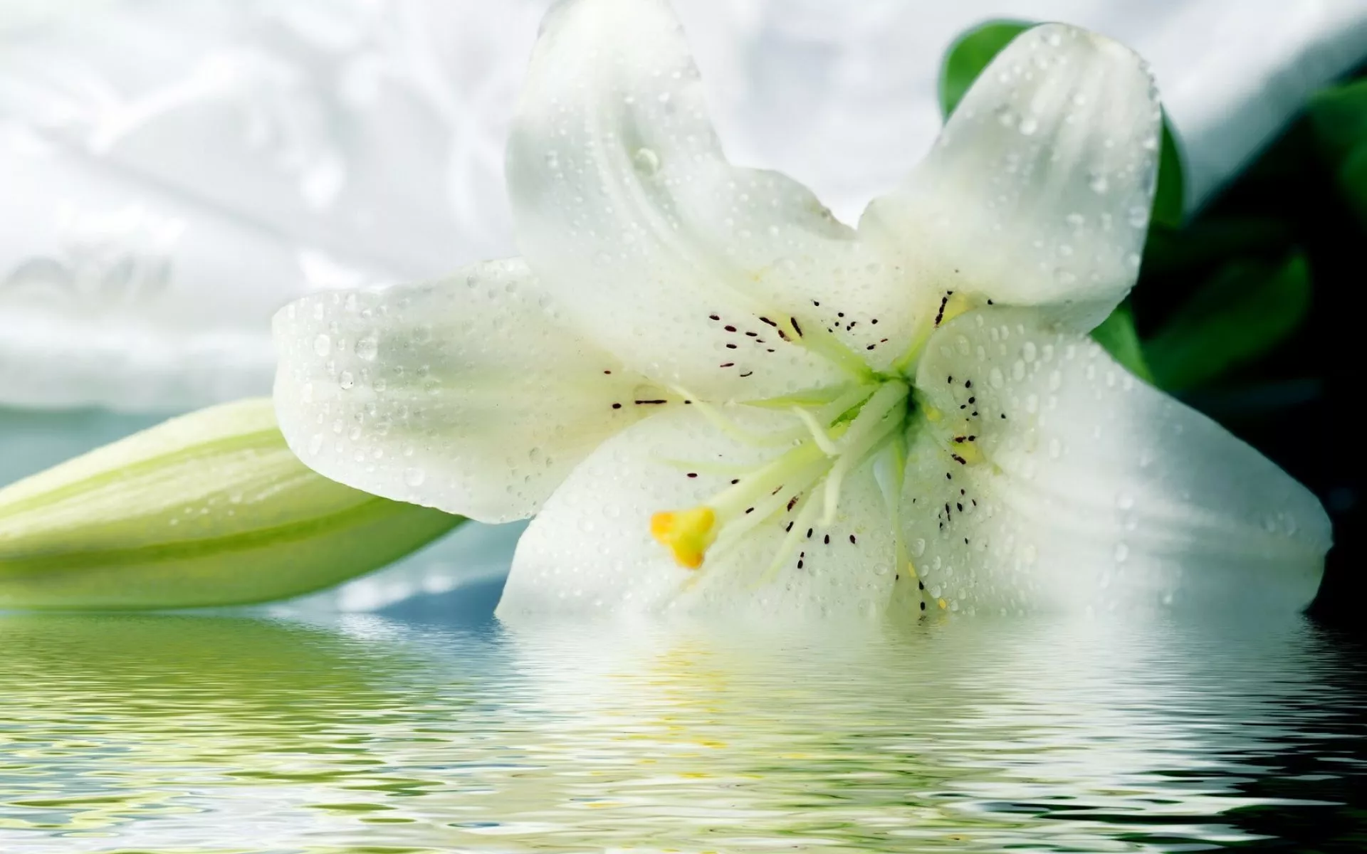 Lily Wallpaper