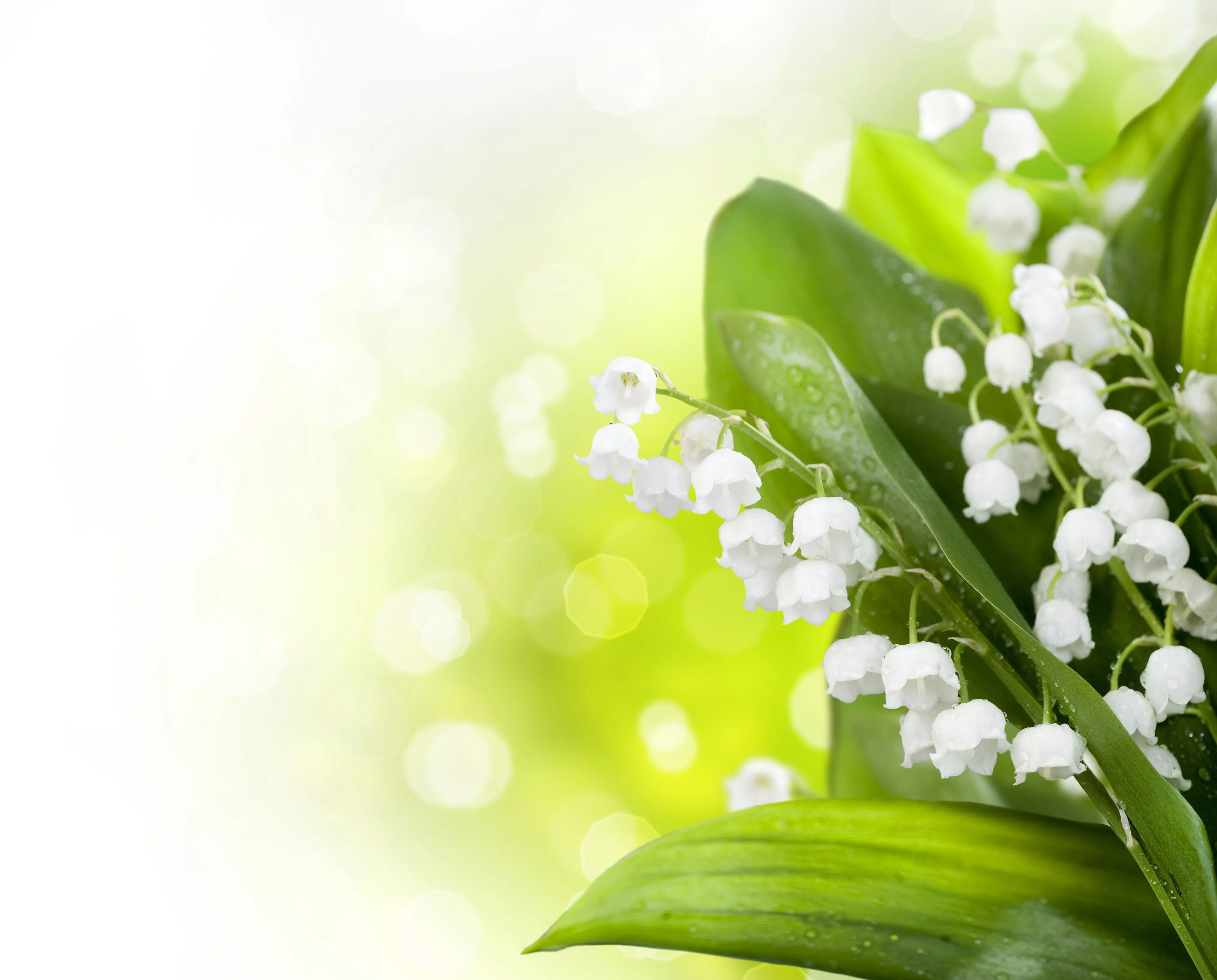 Wallpaper glare, spring, blur, lilies