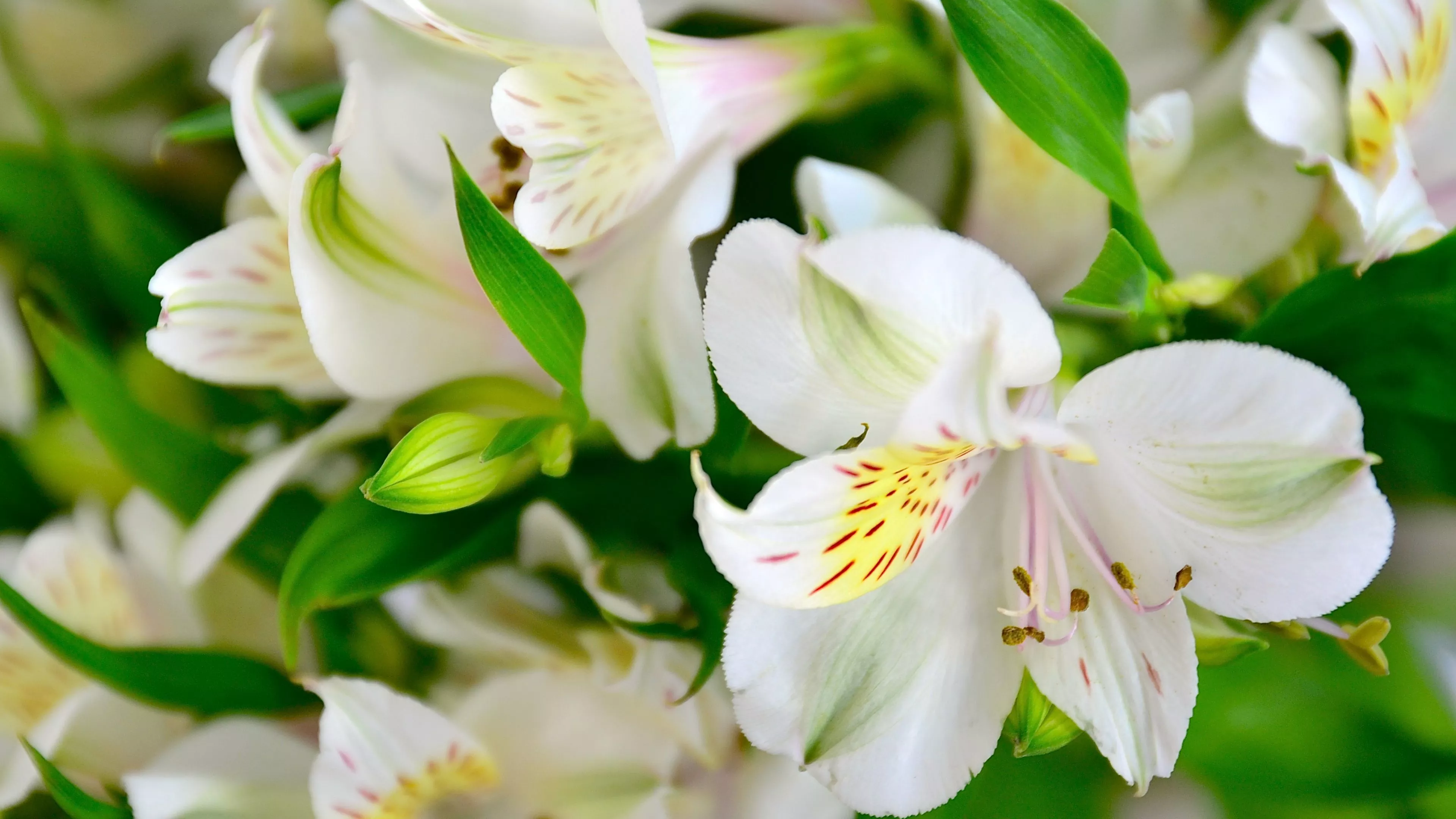 Download Nature Lily 4k Ultra HD Wallpaper