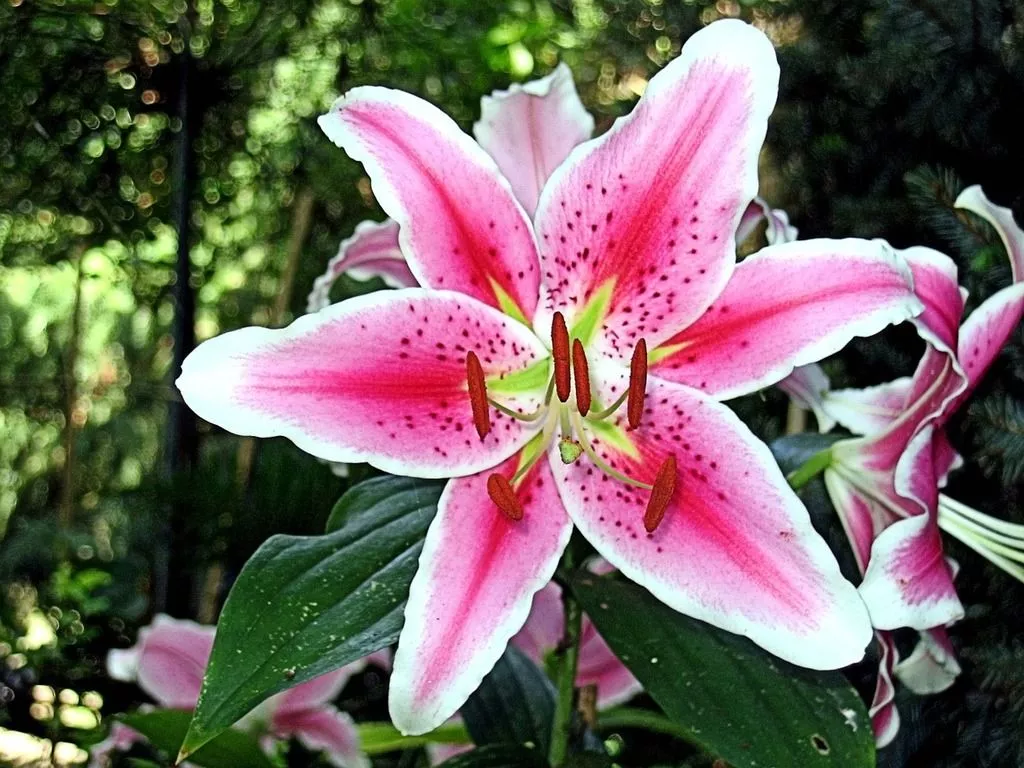 green leaves. Tiger lily flower spring