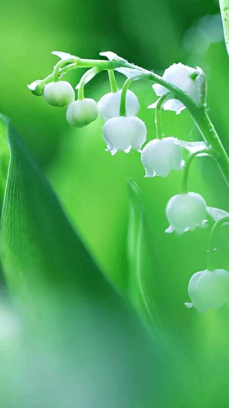 Lily of the Valley Wallpaper Free