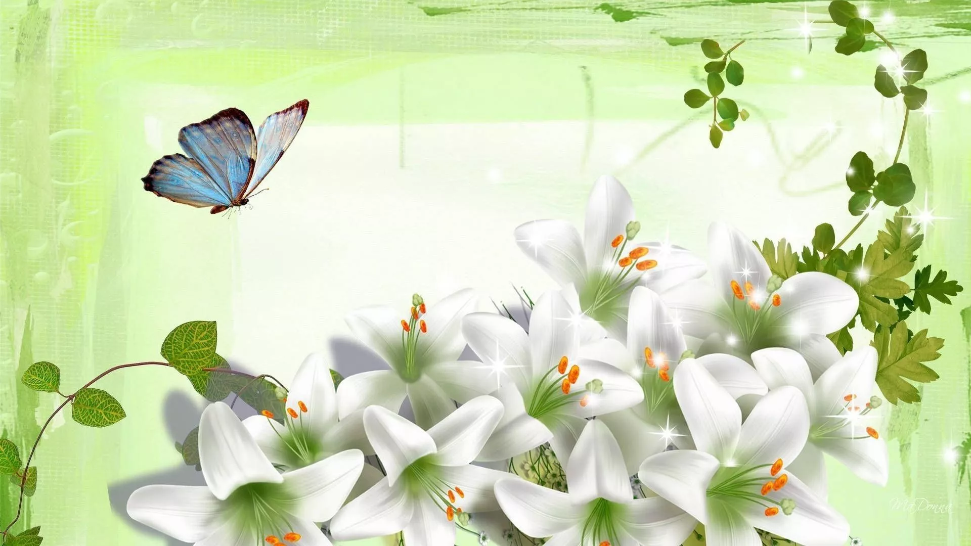 White Lily Wallpaper
