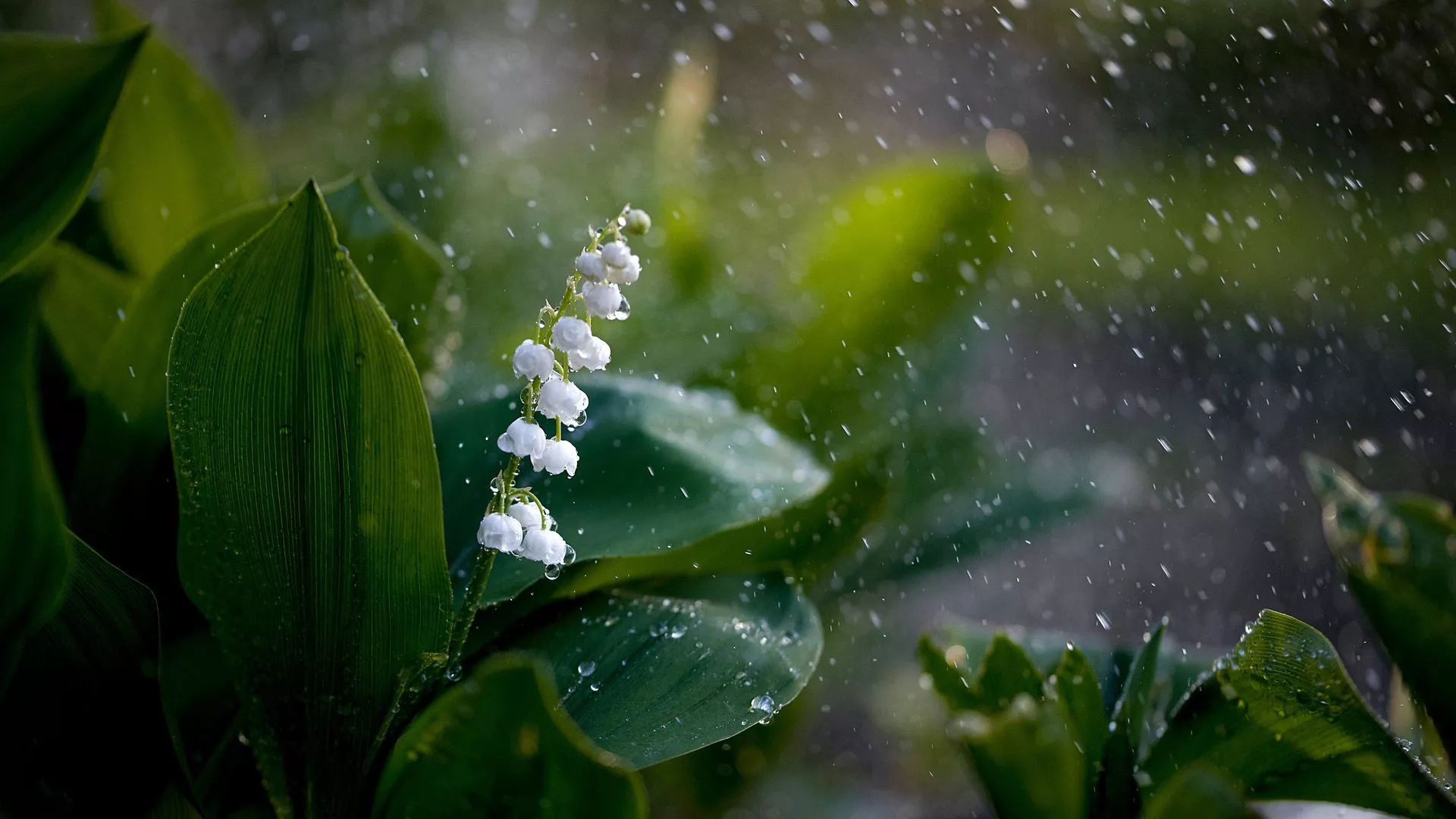 Nature Lily Of The Valley HD Wallpaper