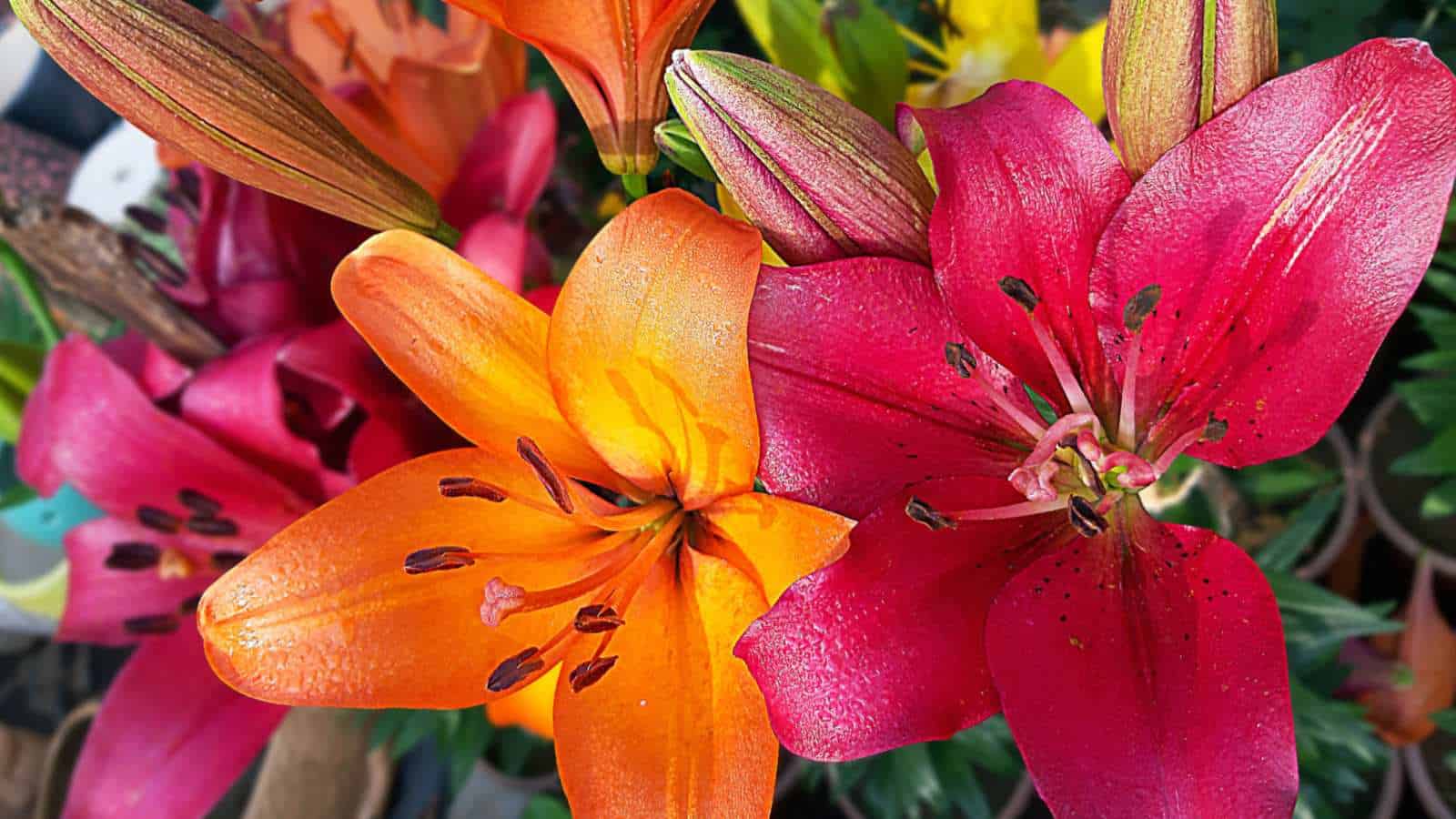 Types of Lilies: 18 Stunning Lily