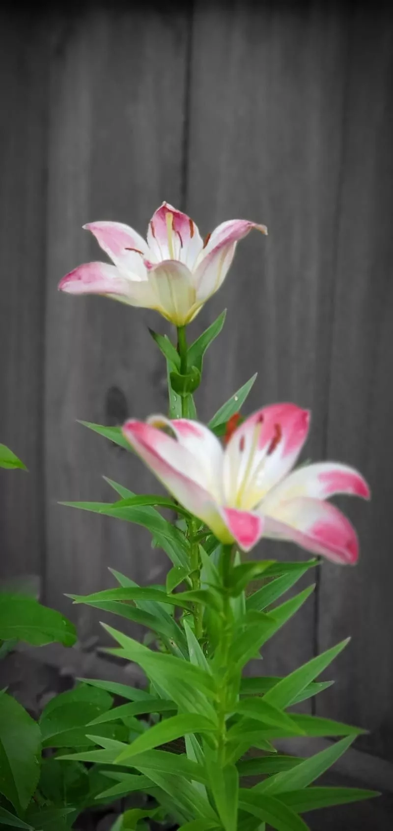 HD lillys spring wallpaper