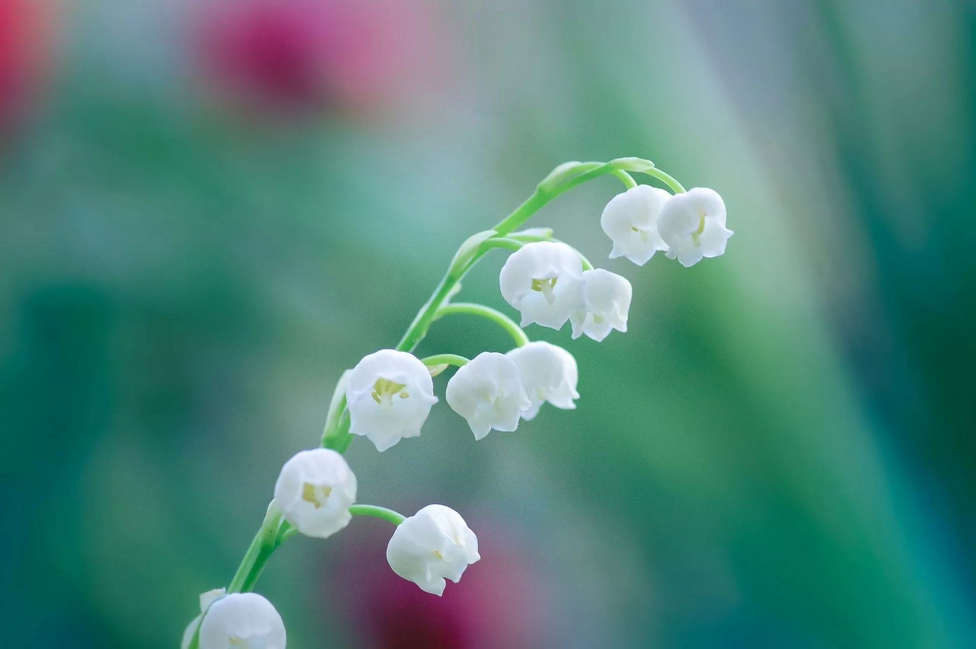 Lily of the Valley Wallpaper Free