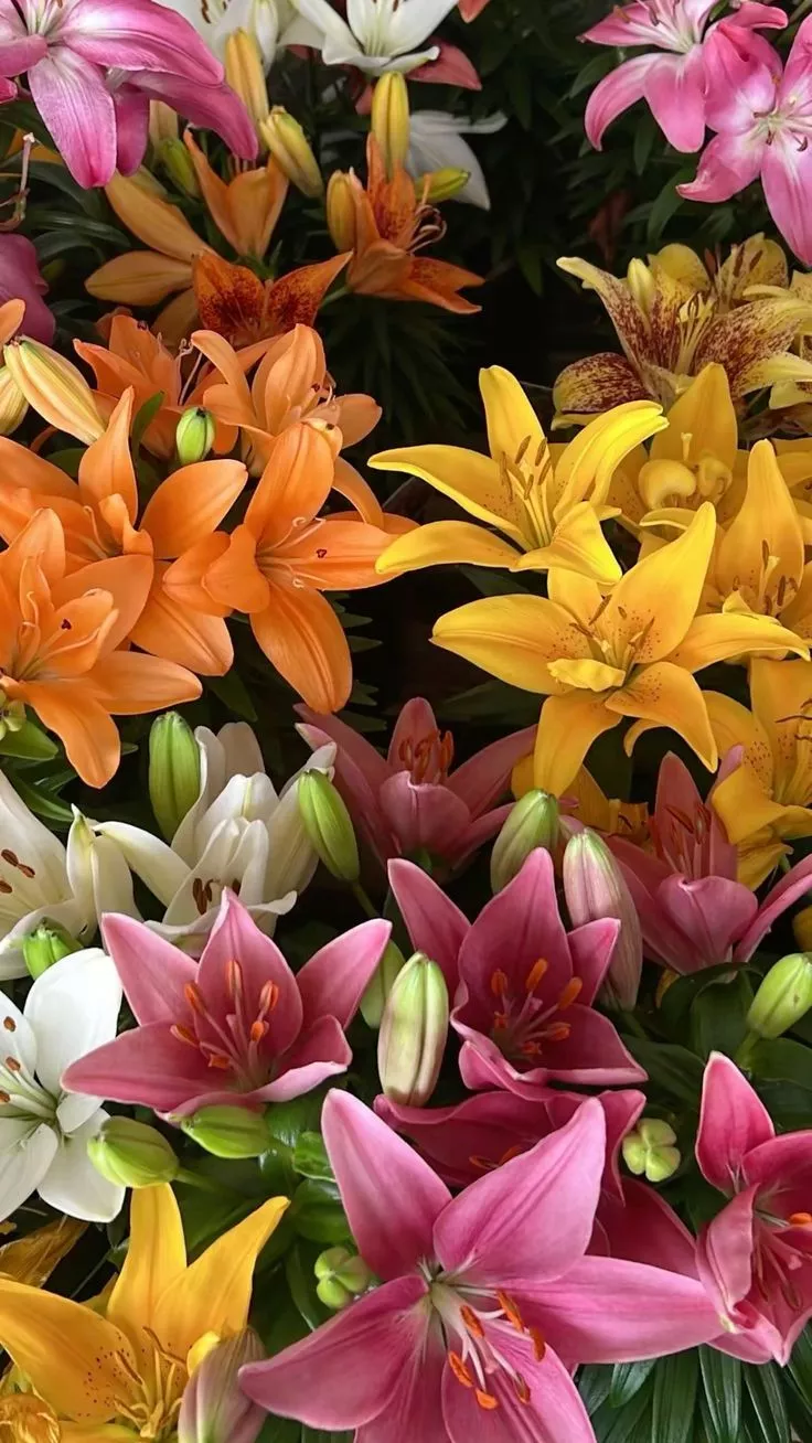 Lillies Wallpaper
