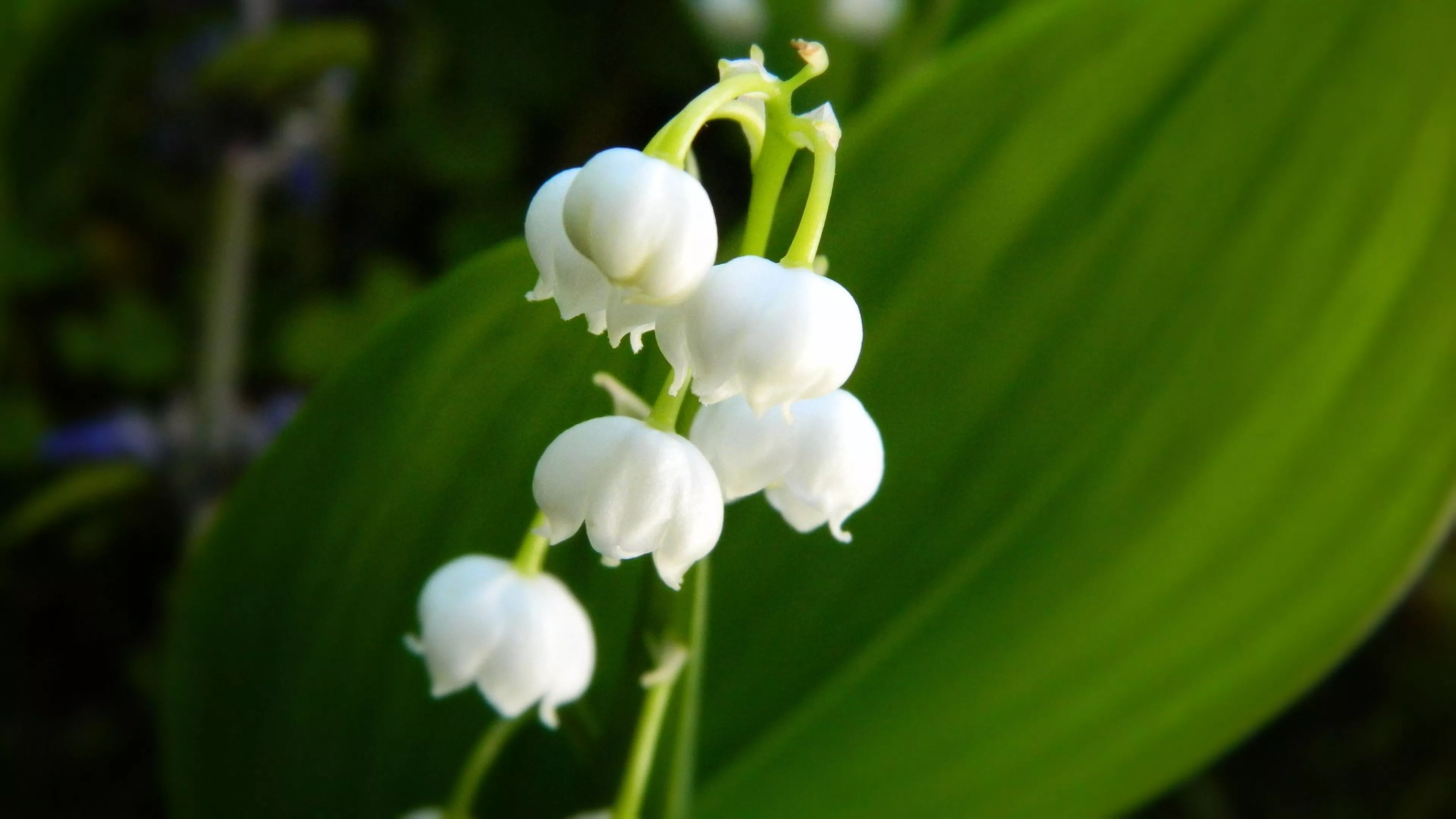 Lily of the Valley Wallpaper 58