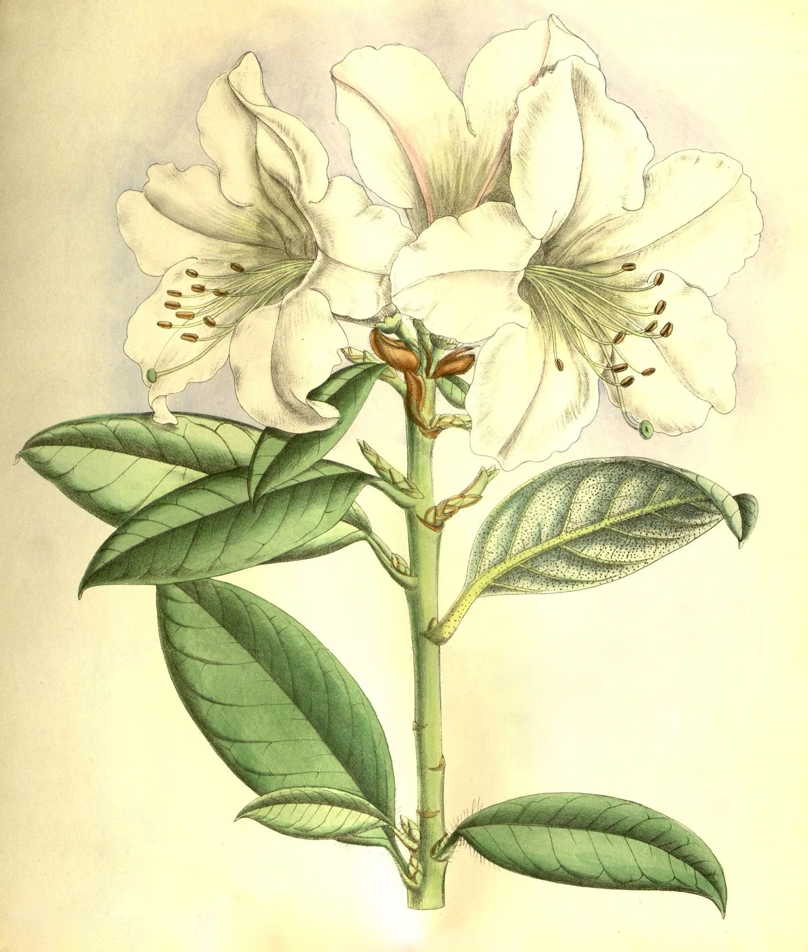 Easter Lily Image! Graphics Fairy