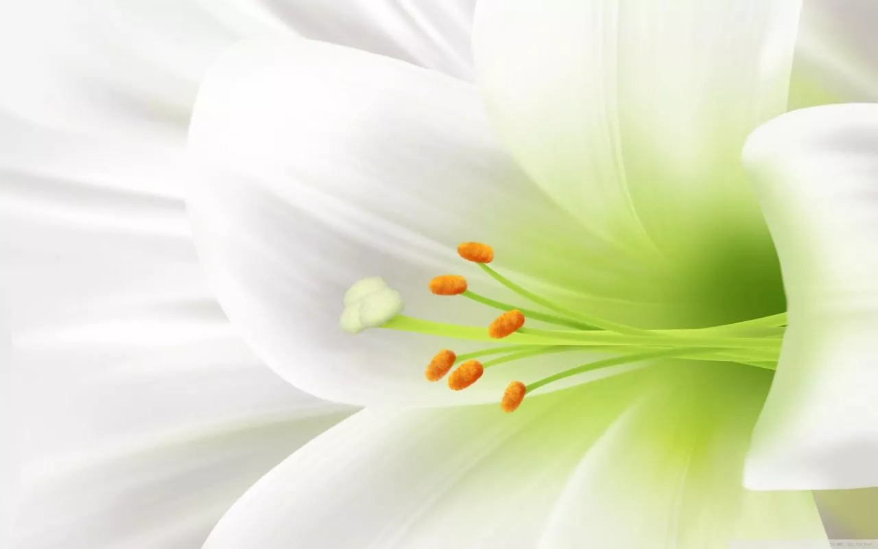 White Lily, Easter Flower Ultra HD