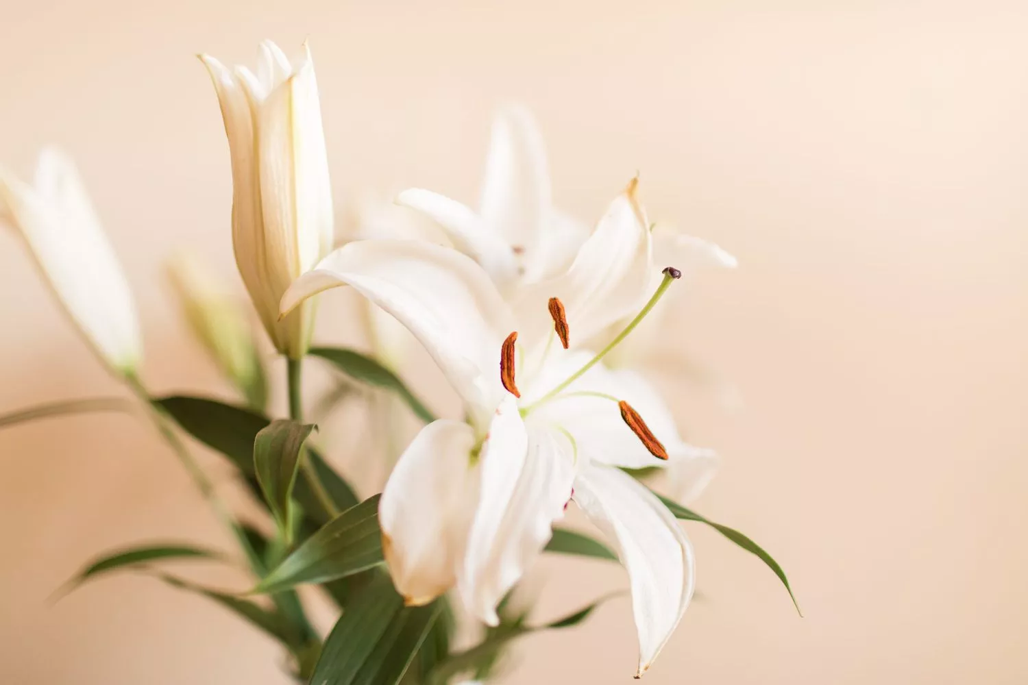 Easter Lily Care Guide