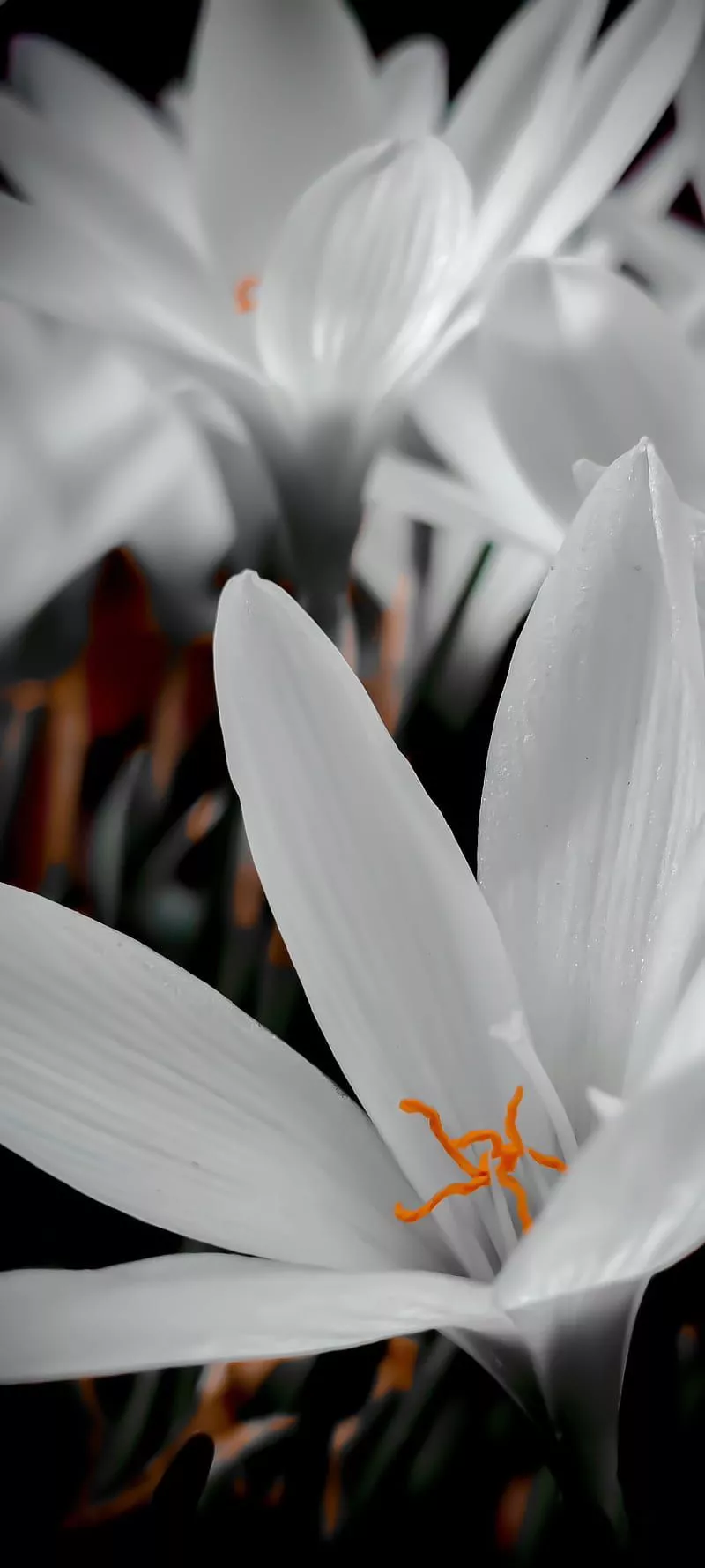HD lilly flower wallpaper