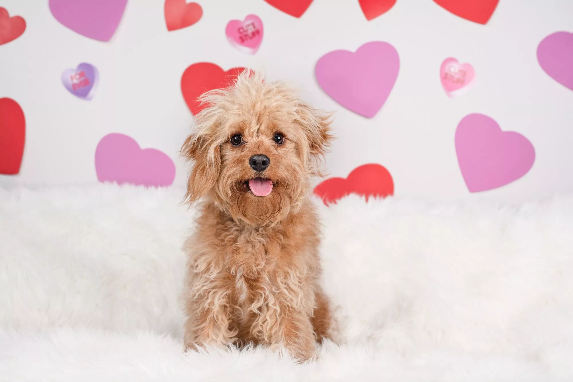 dog portraits Valentine's Day South End
