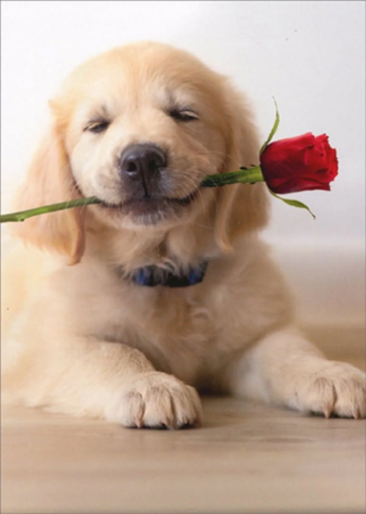 Avanti Press Golden Puppy With Rose