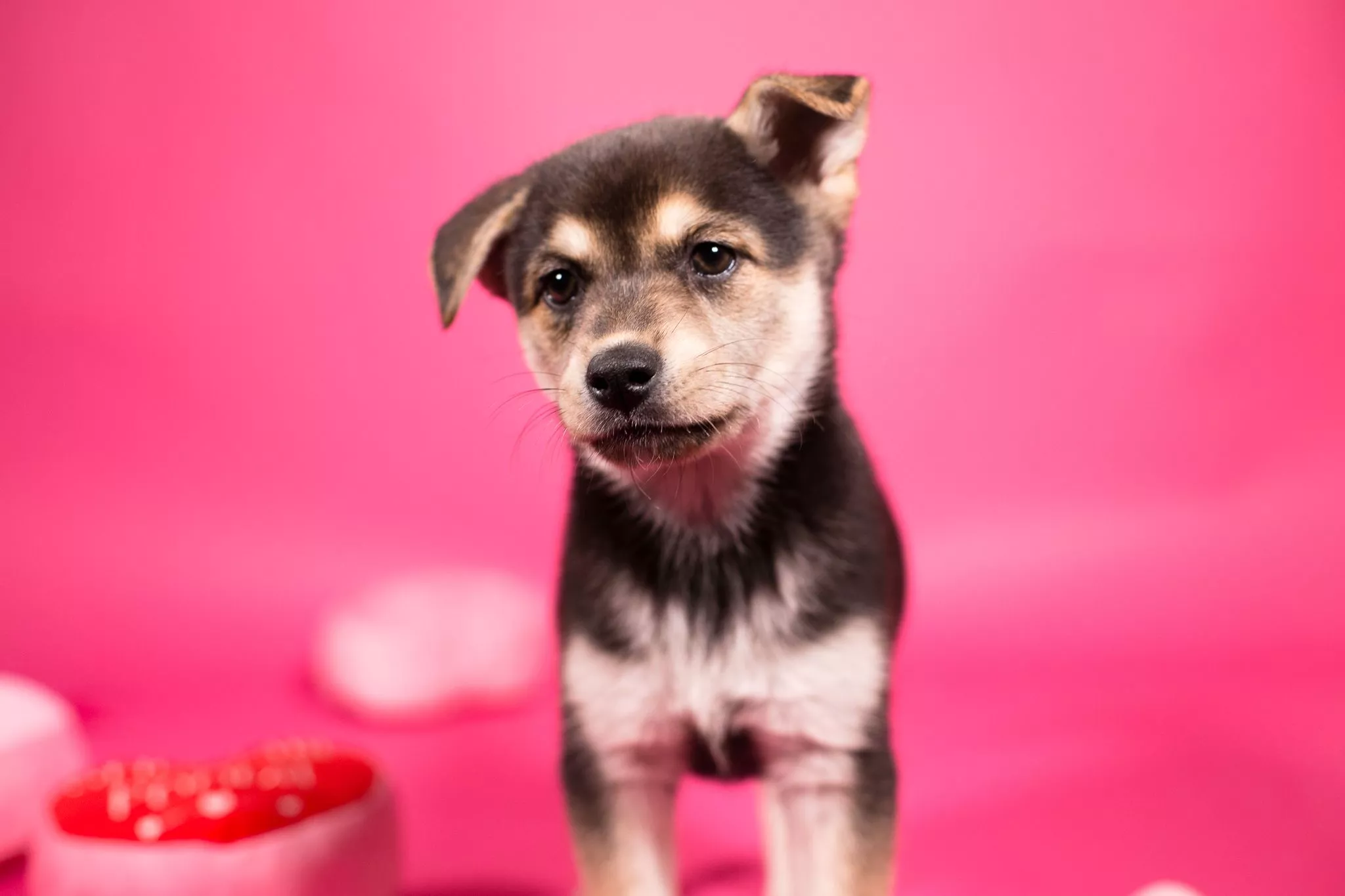 Houston SPCA