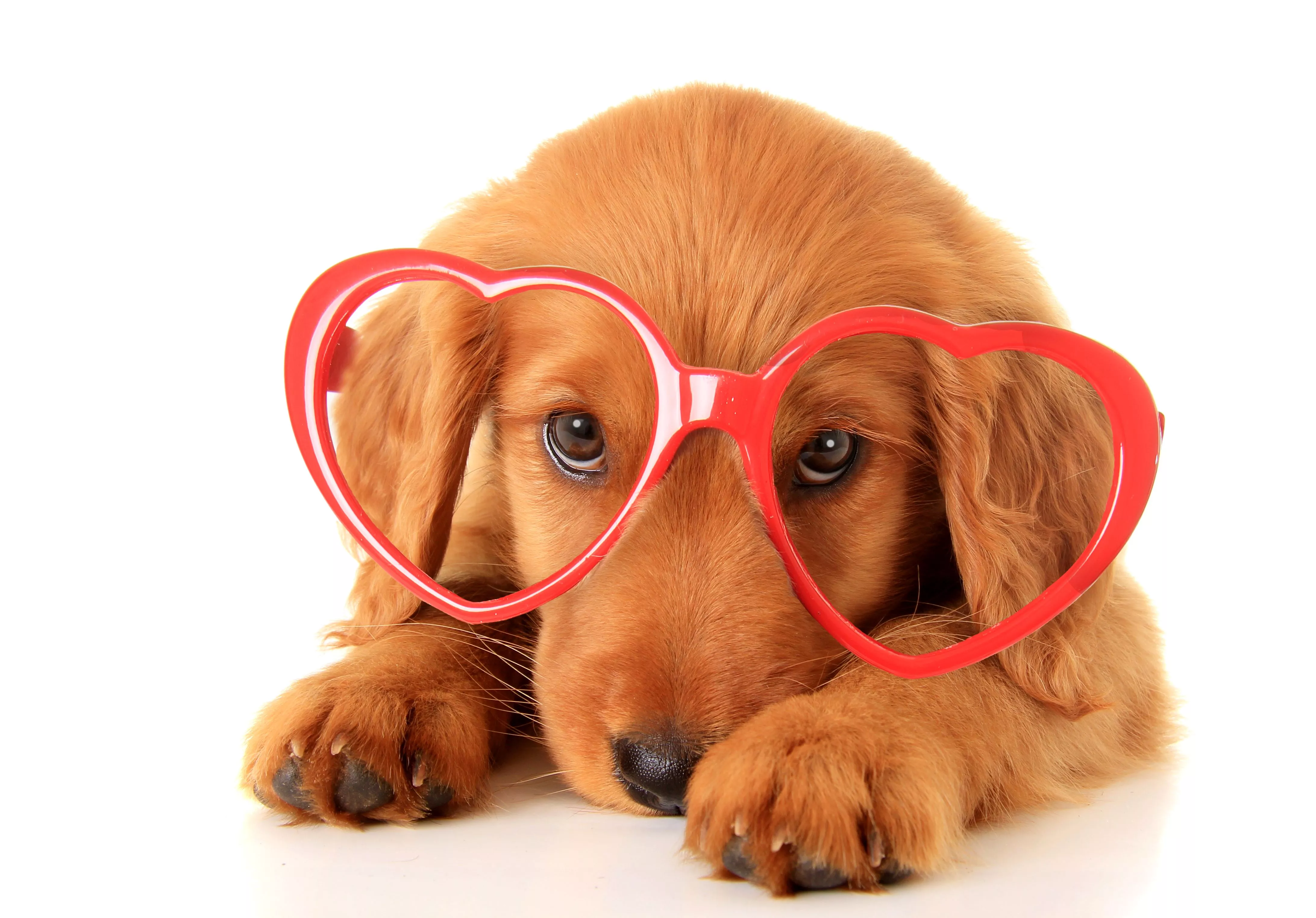 Retriever Dogs Heart Glasses Animals