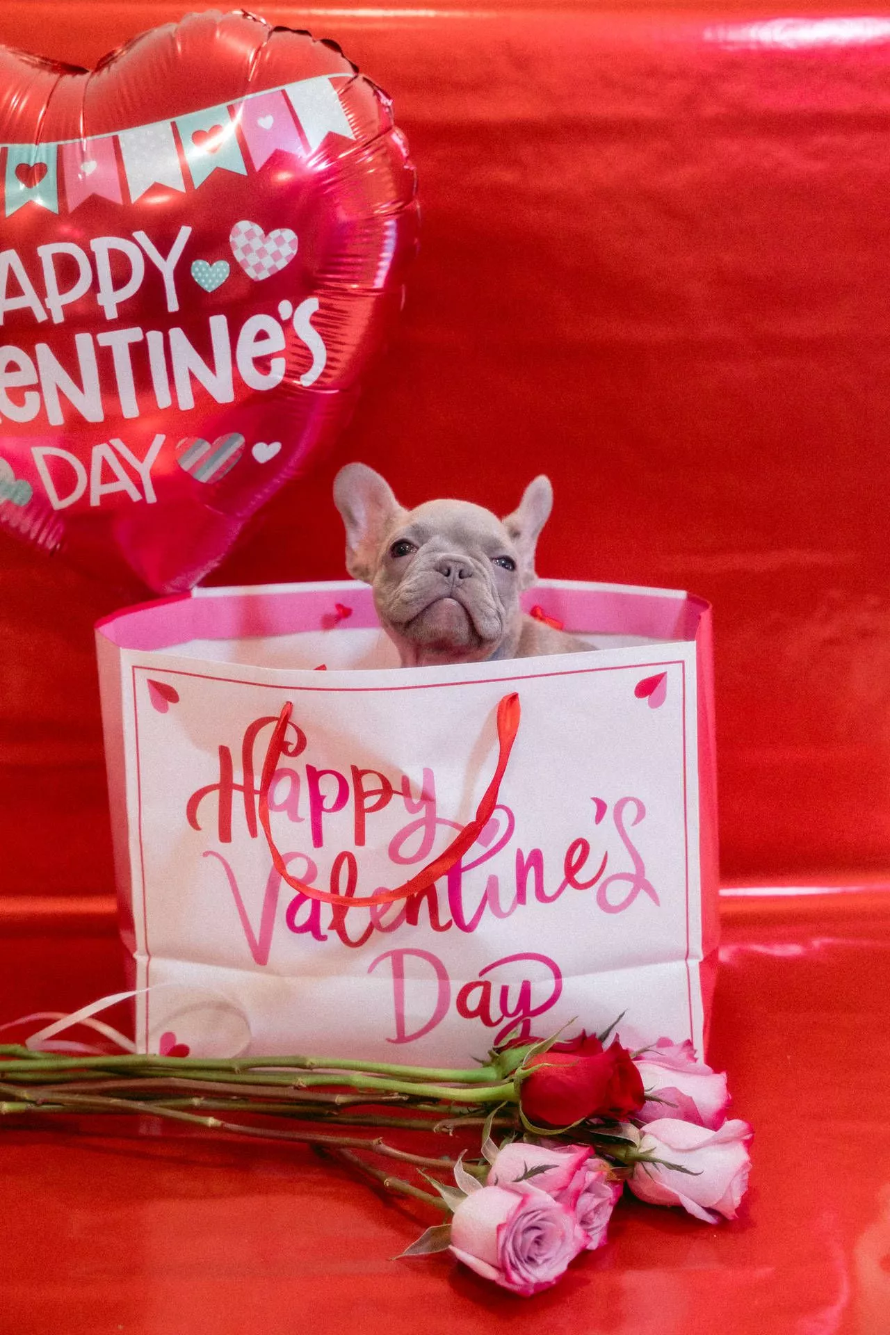 Day Puppy Gift Wallpaper