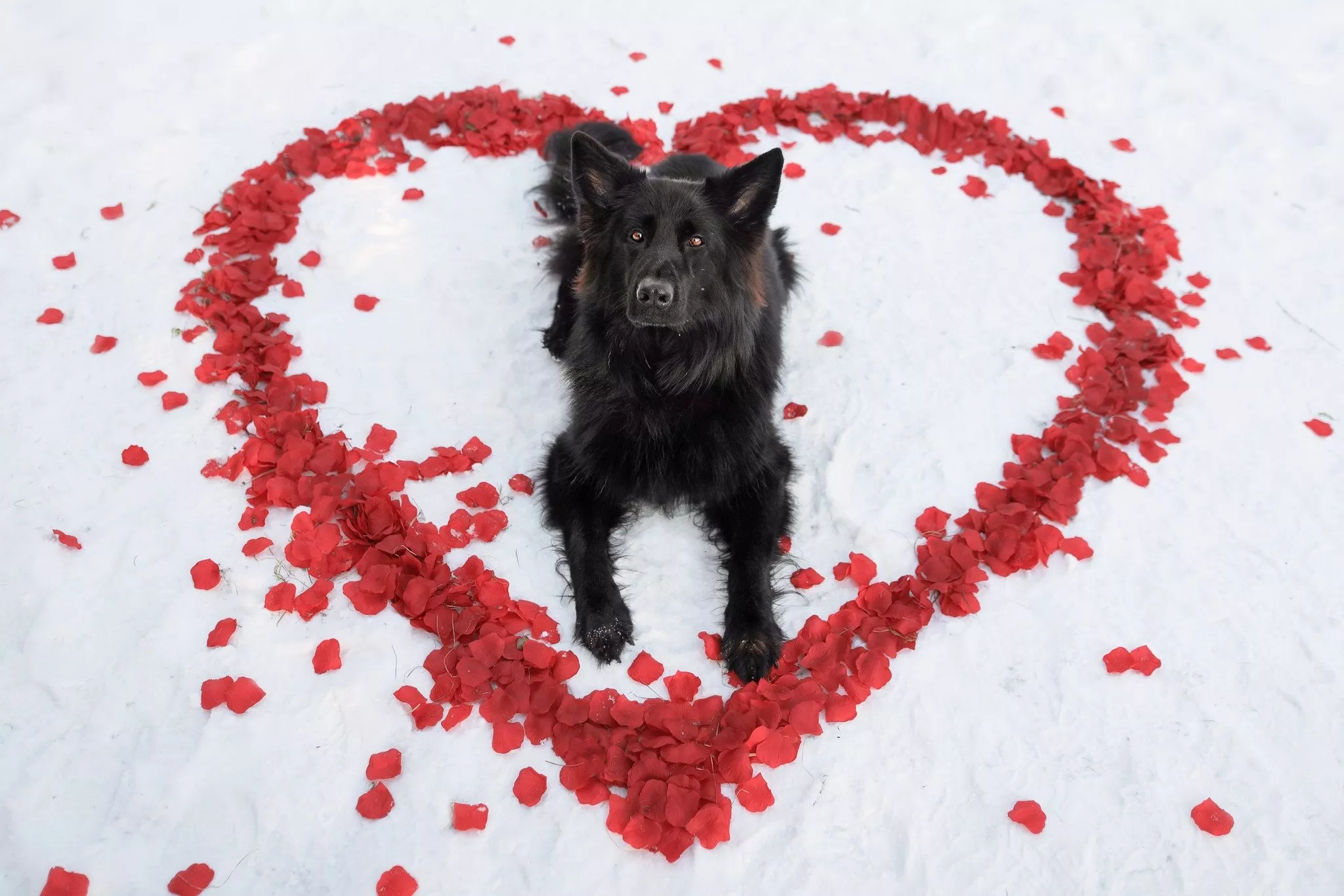 Petal Animal Dog Black Dog HD Wallpaper