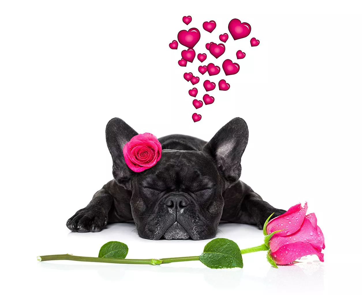 Day Dogs Heart Roses Black Sleep Animals