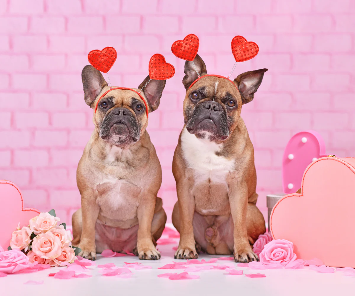 Valentine's Day Dog Puns & Captions to