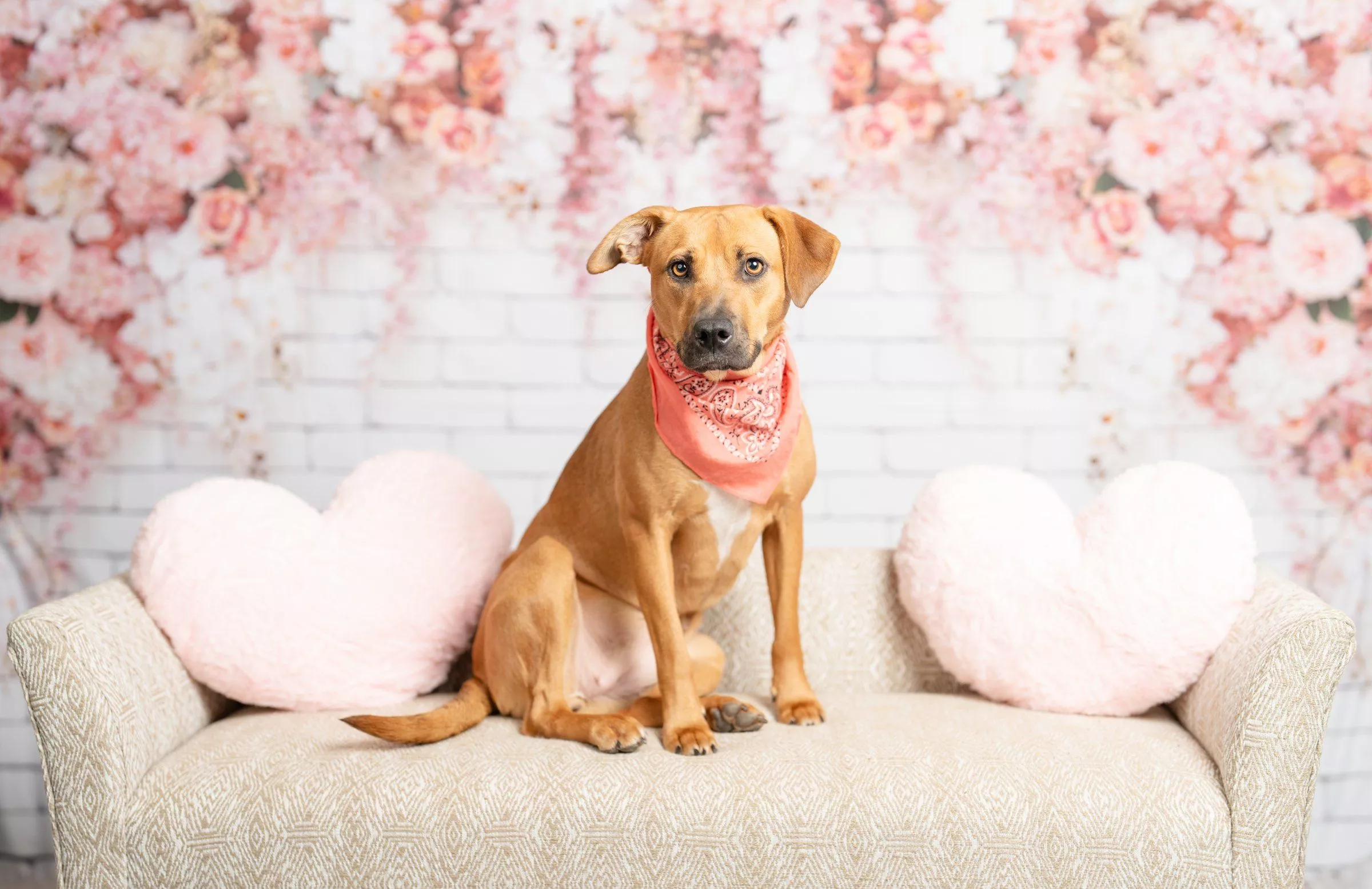 Beloved Pet & Equine Photography