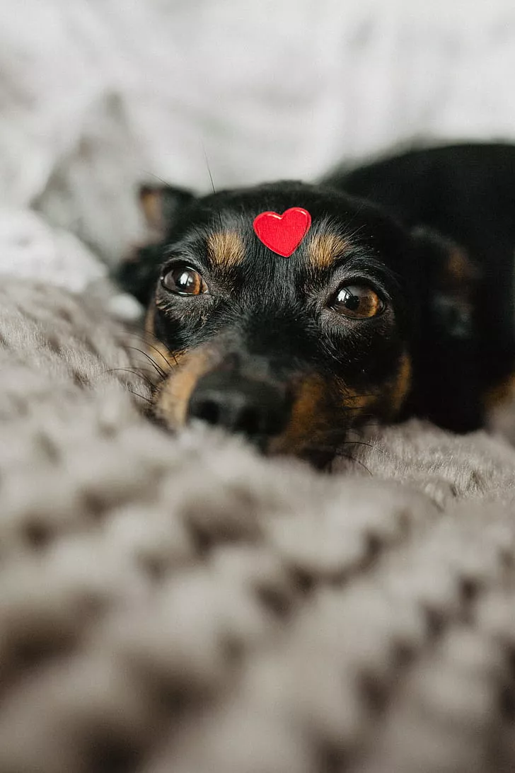 A dog with heart on head. free photo