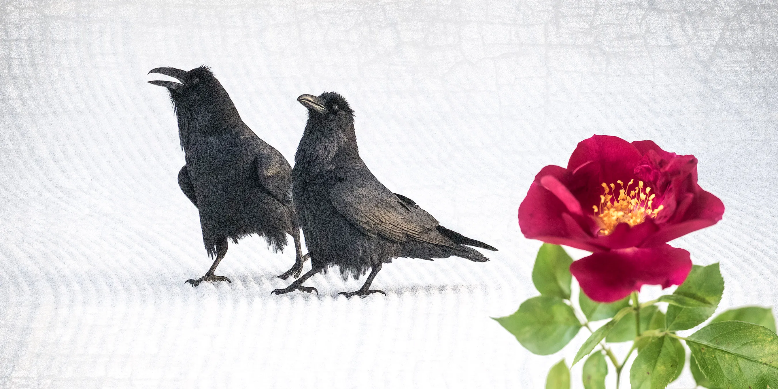 Valentines Day. The Urban Nature