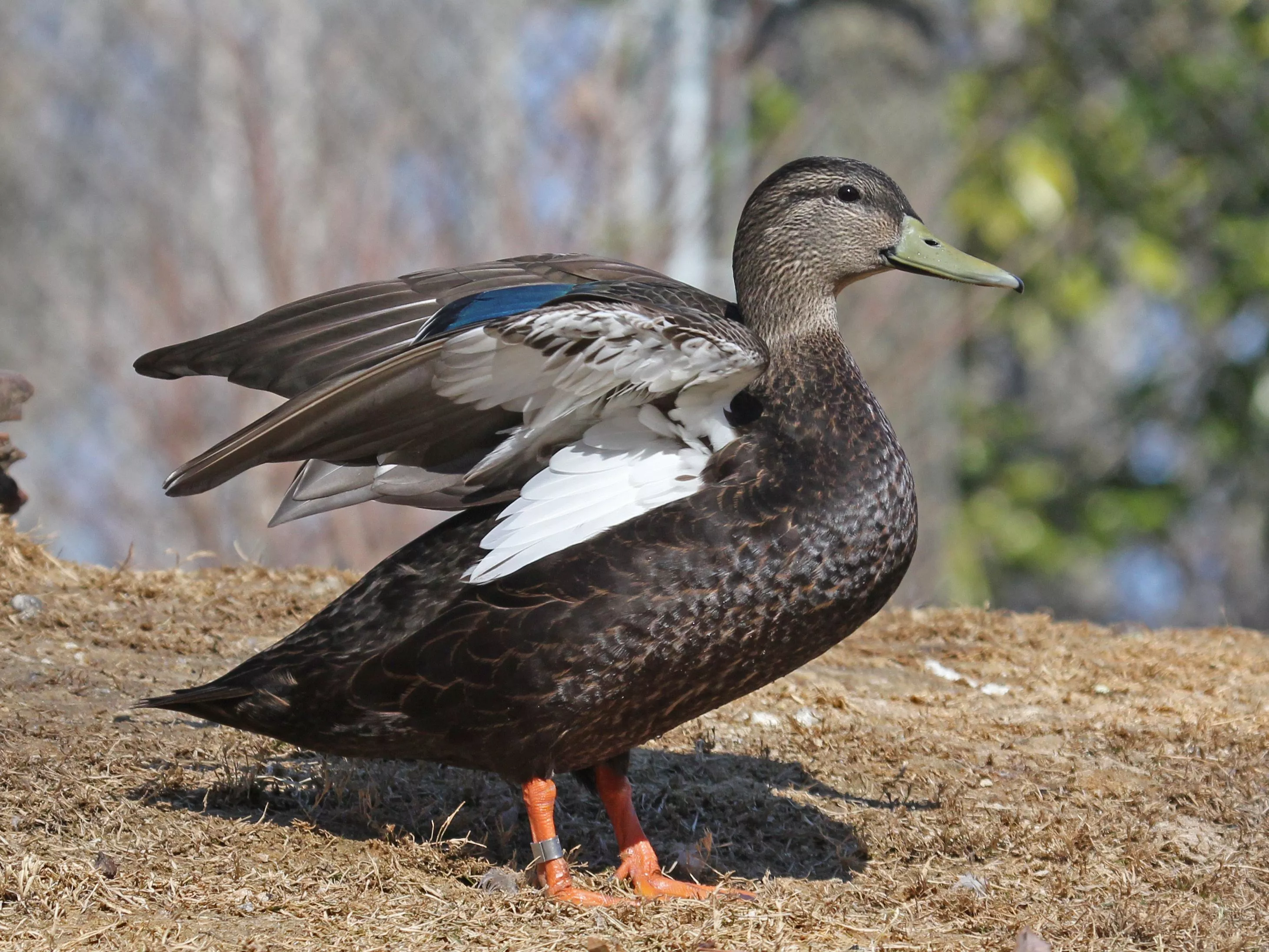 American Black Duck male
