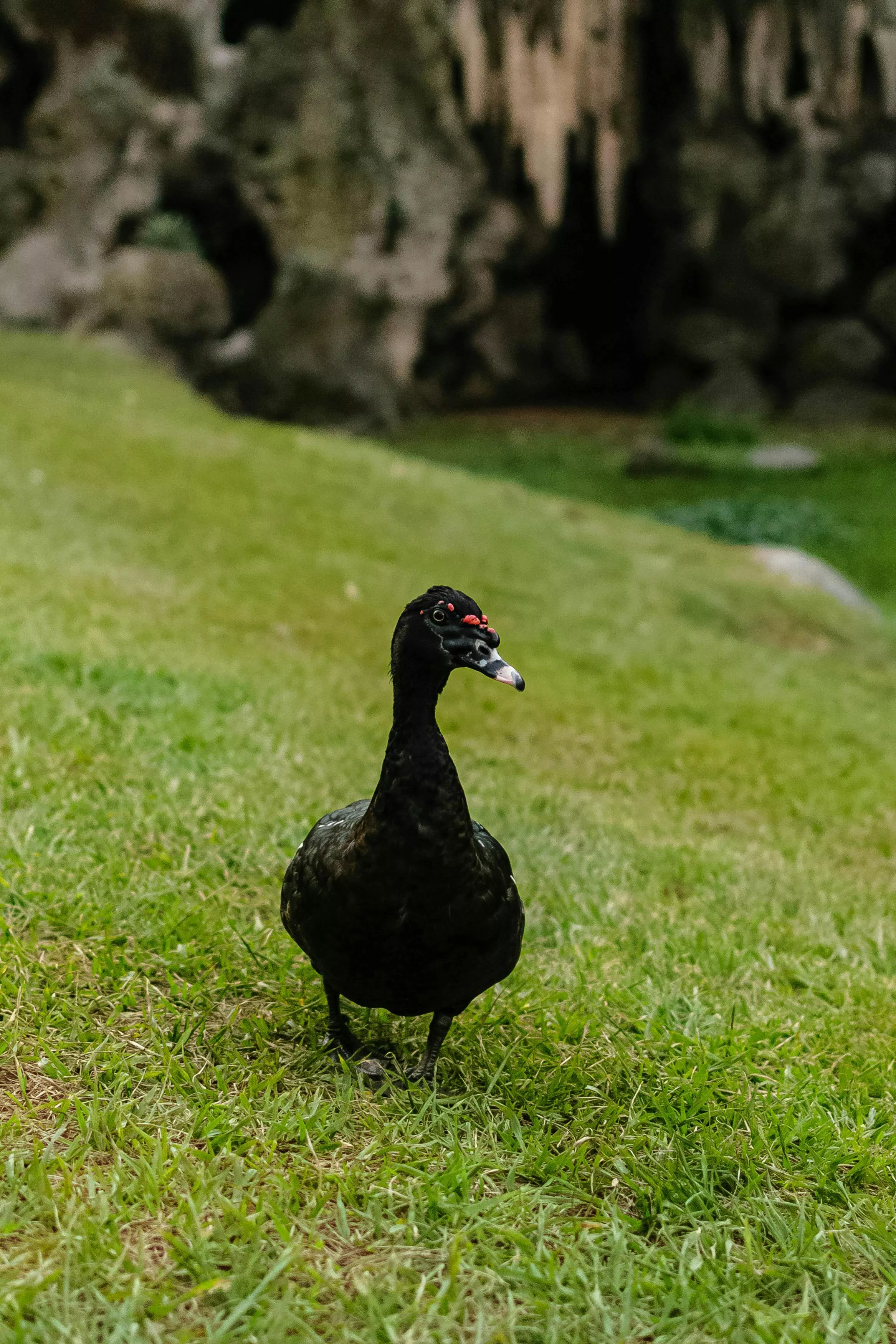 Black Duck Photo, Download The BEST