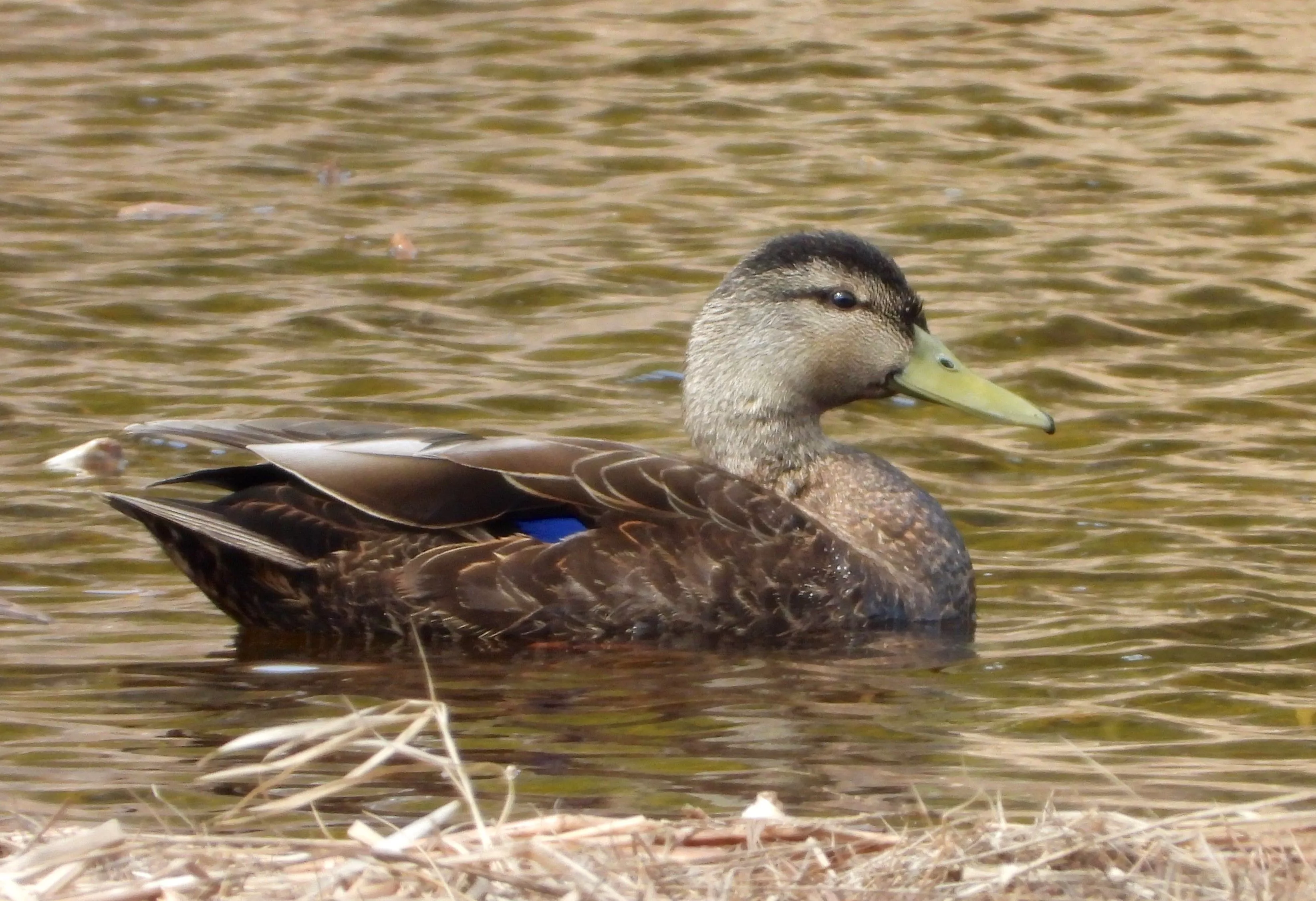 Black Duck