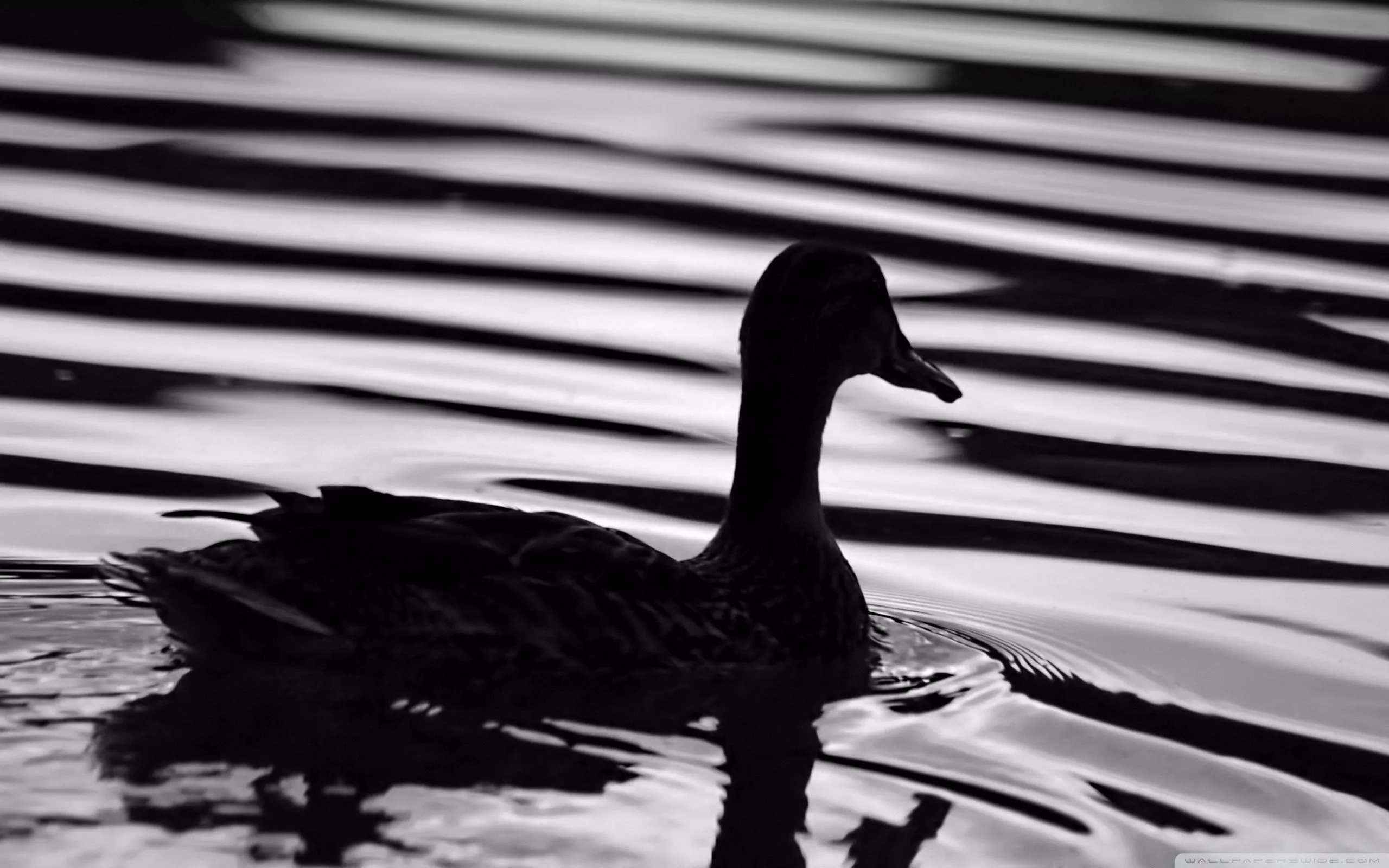 Black Duck Ultra HD Wallpaper for 4K