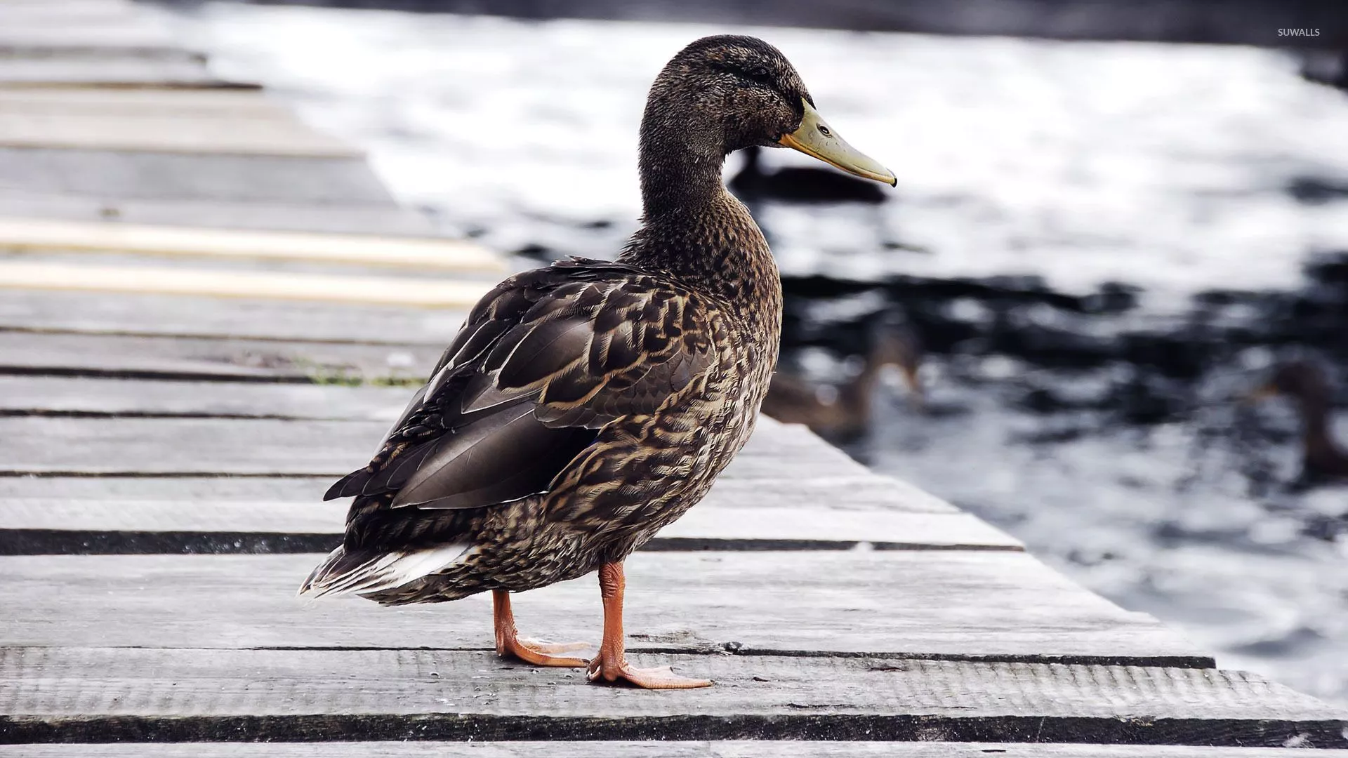 Wondering wild duck wallpaper