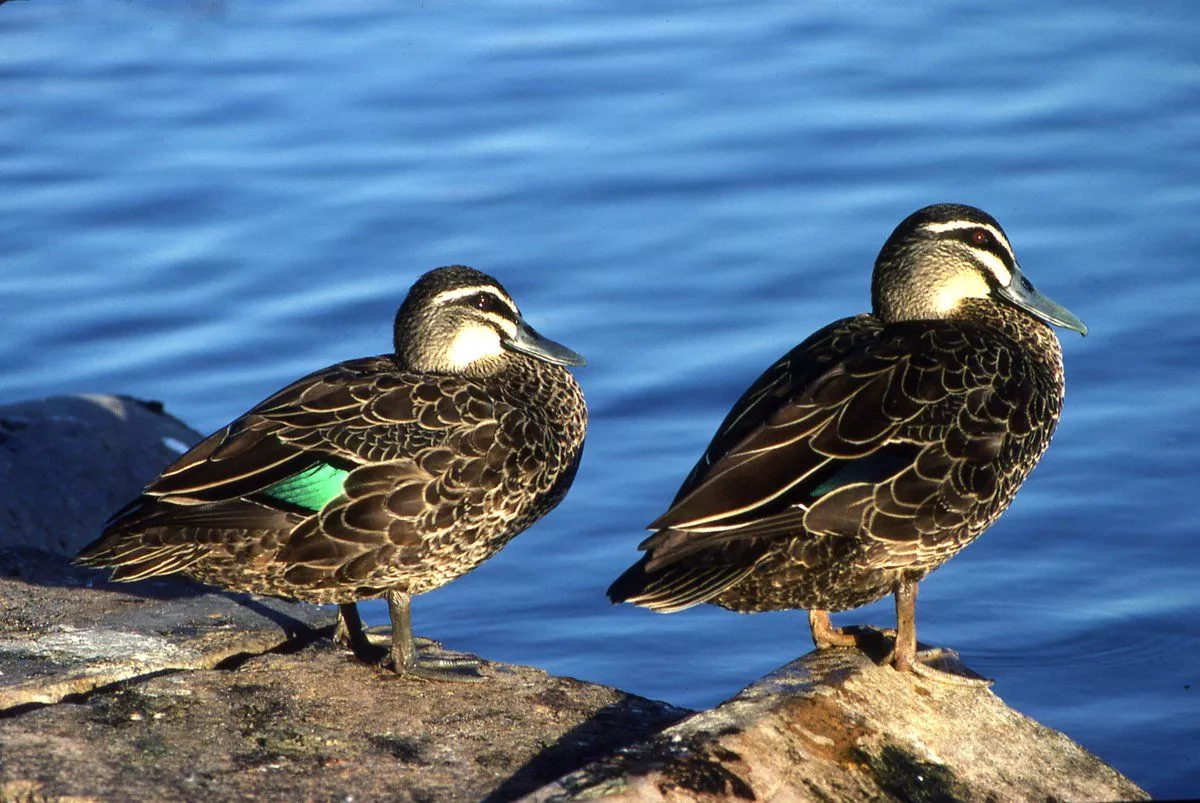 Pacific Black Duck Australian Museum
