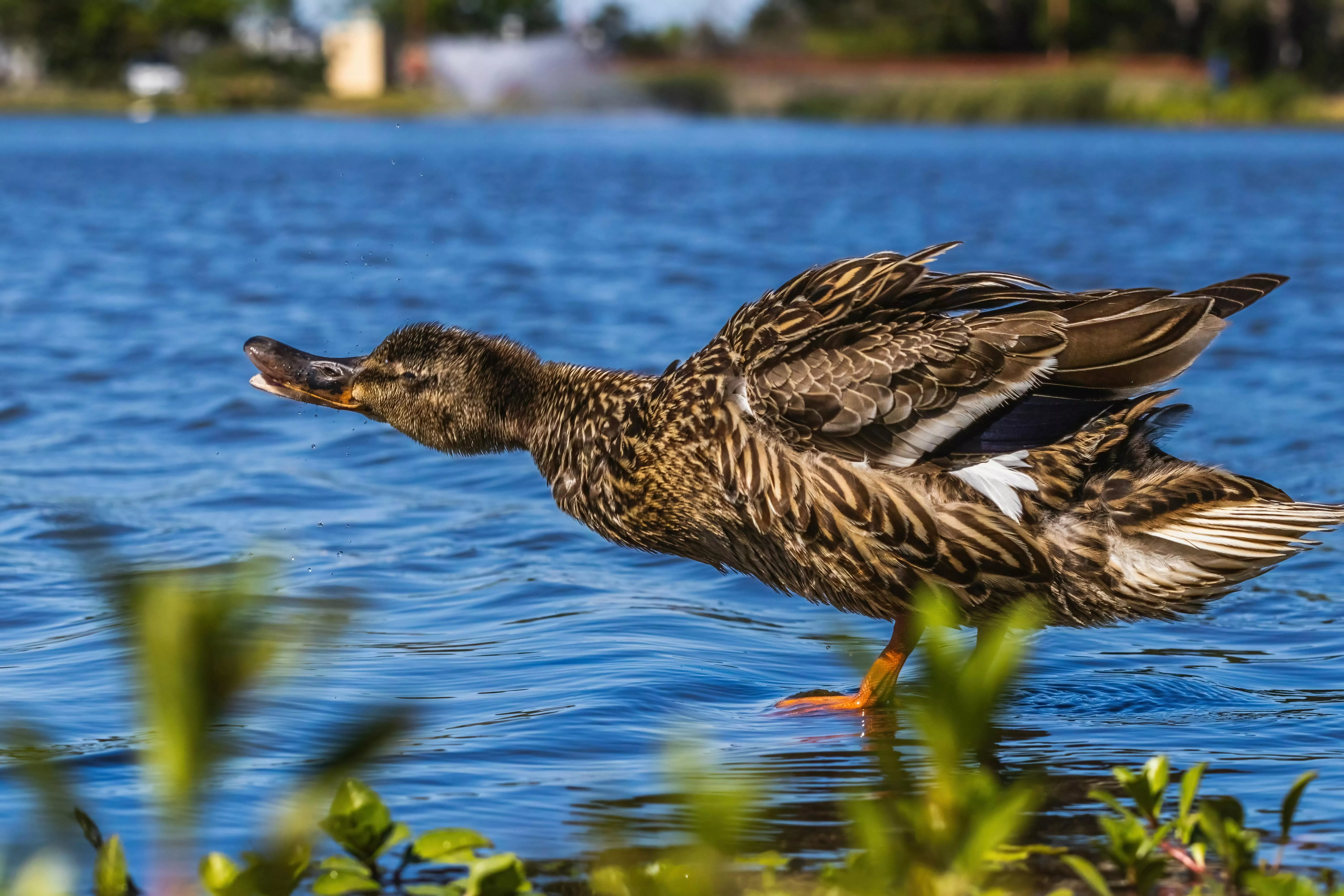 Ducks on Lake · Free