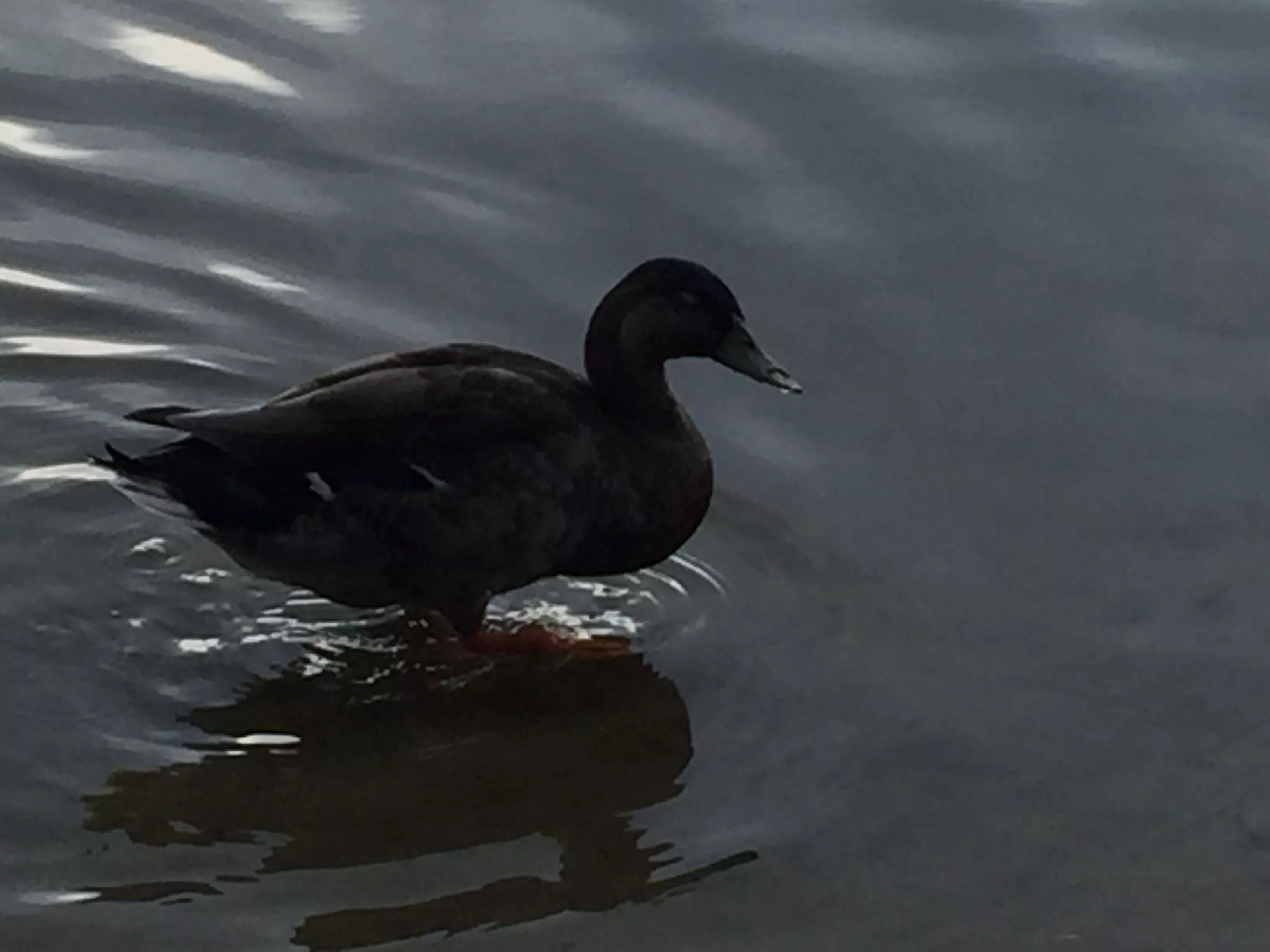 i need duck image for pfp