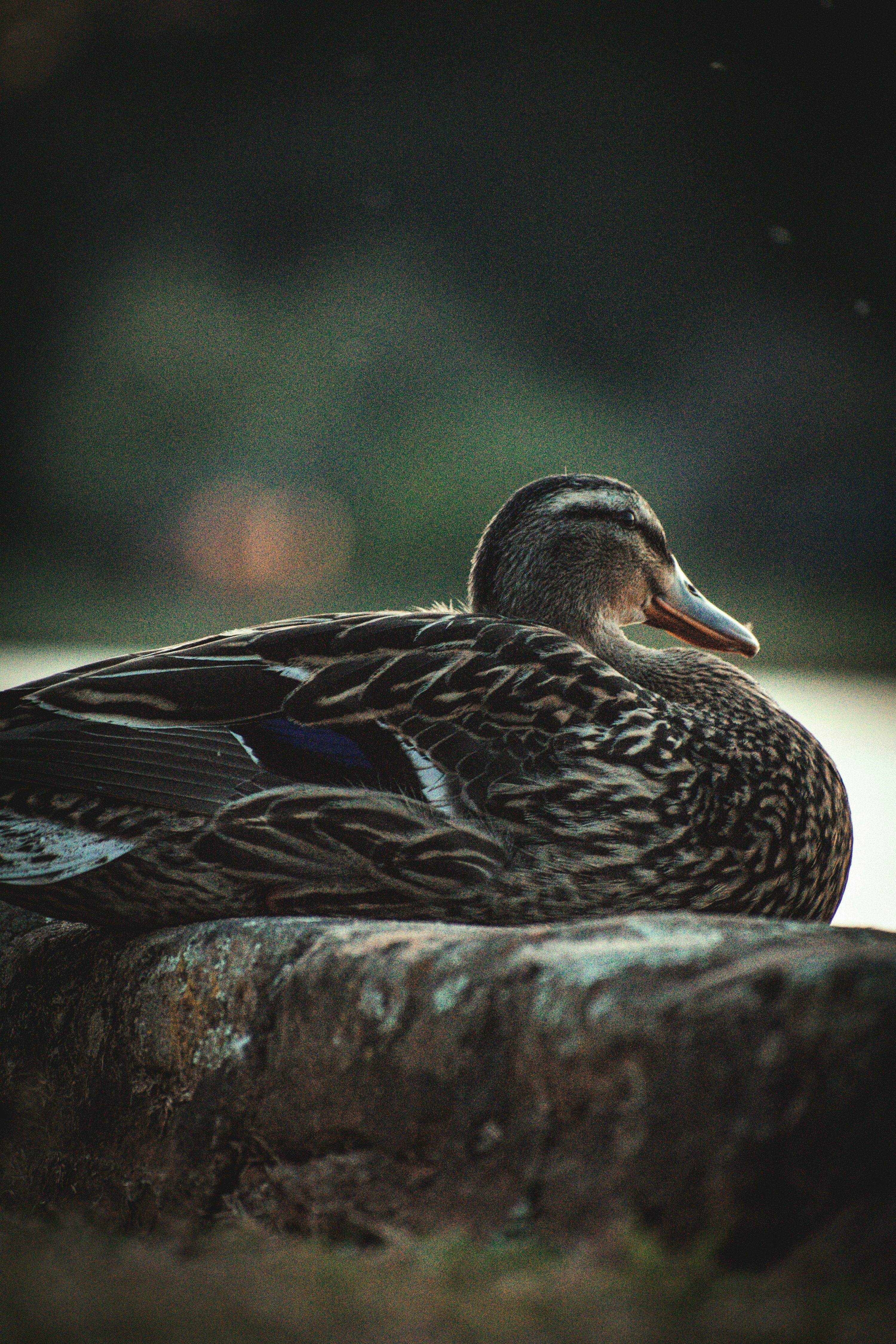 30,Cute Duck Picture. Download