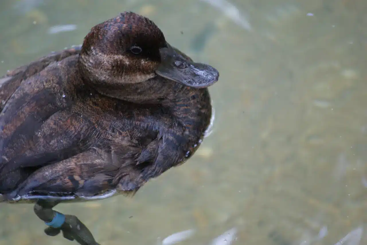 Dark Duck Photo. Black Ducks
