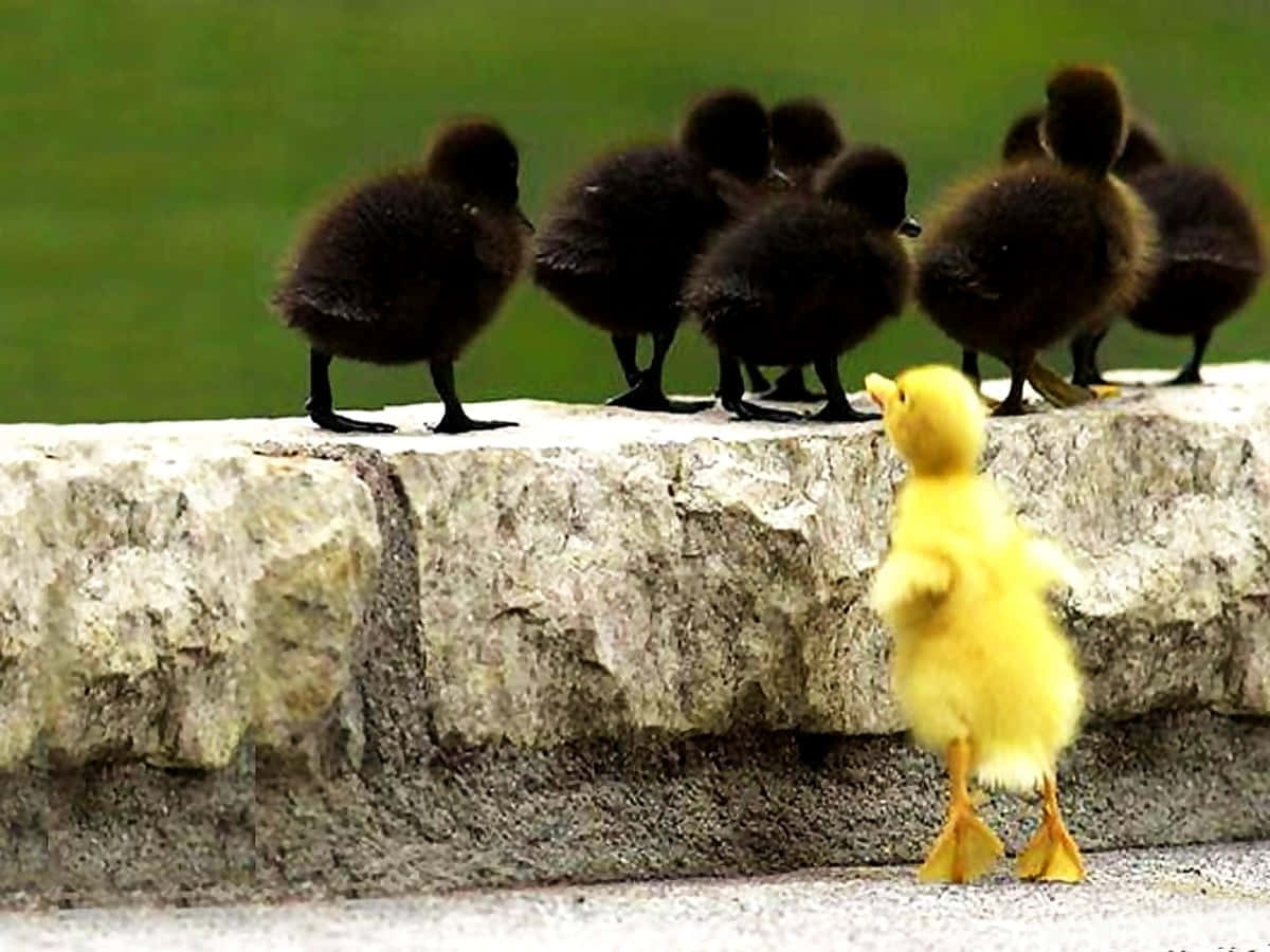 little duck swimming in a pond