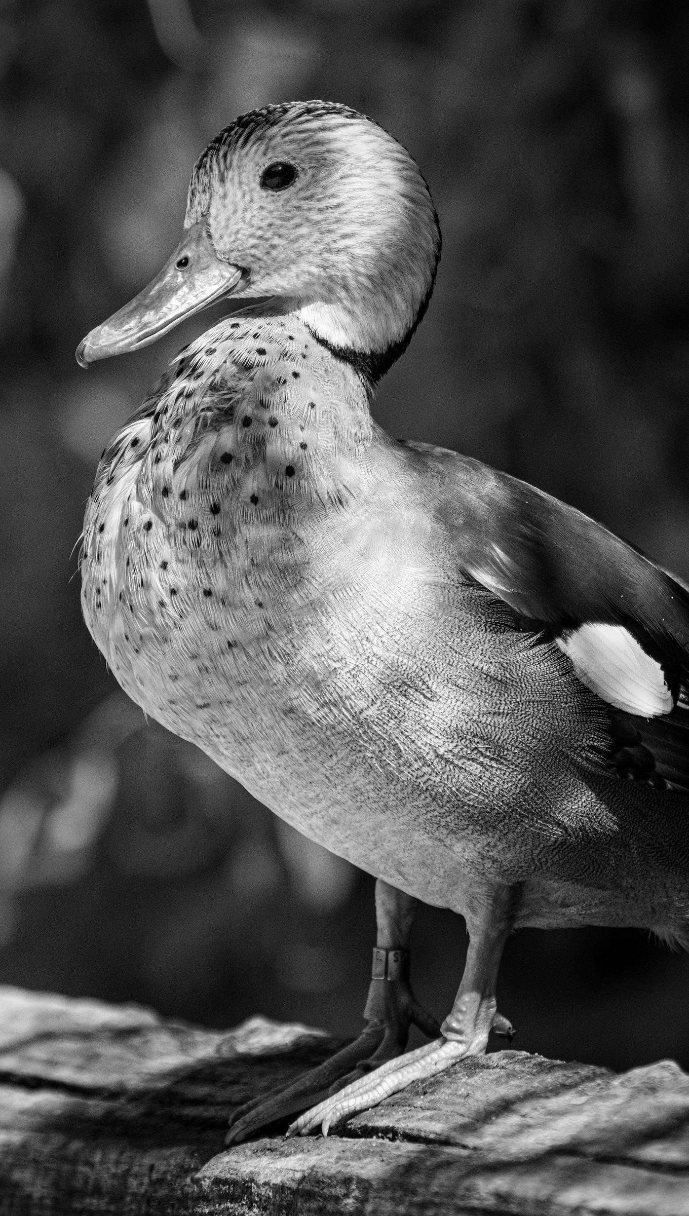 Duck Wallpaper 4k HD for iPhone