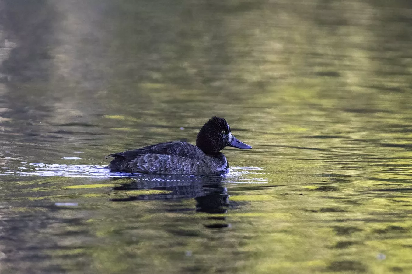 Nature Ducks on Golden Pond
