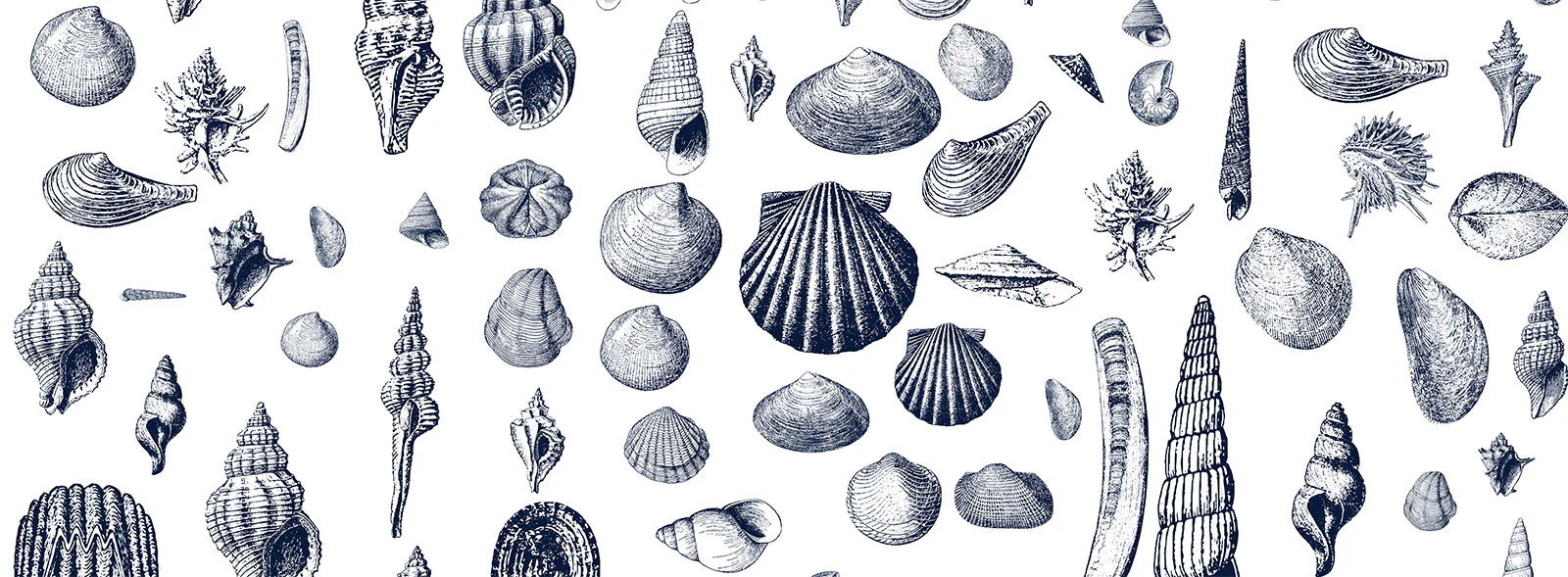 Seashell Specimen Wall Mural. Pattern