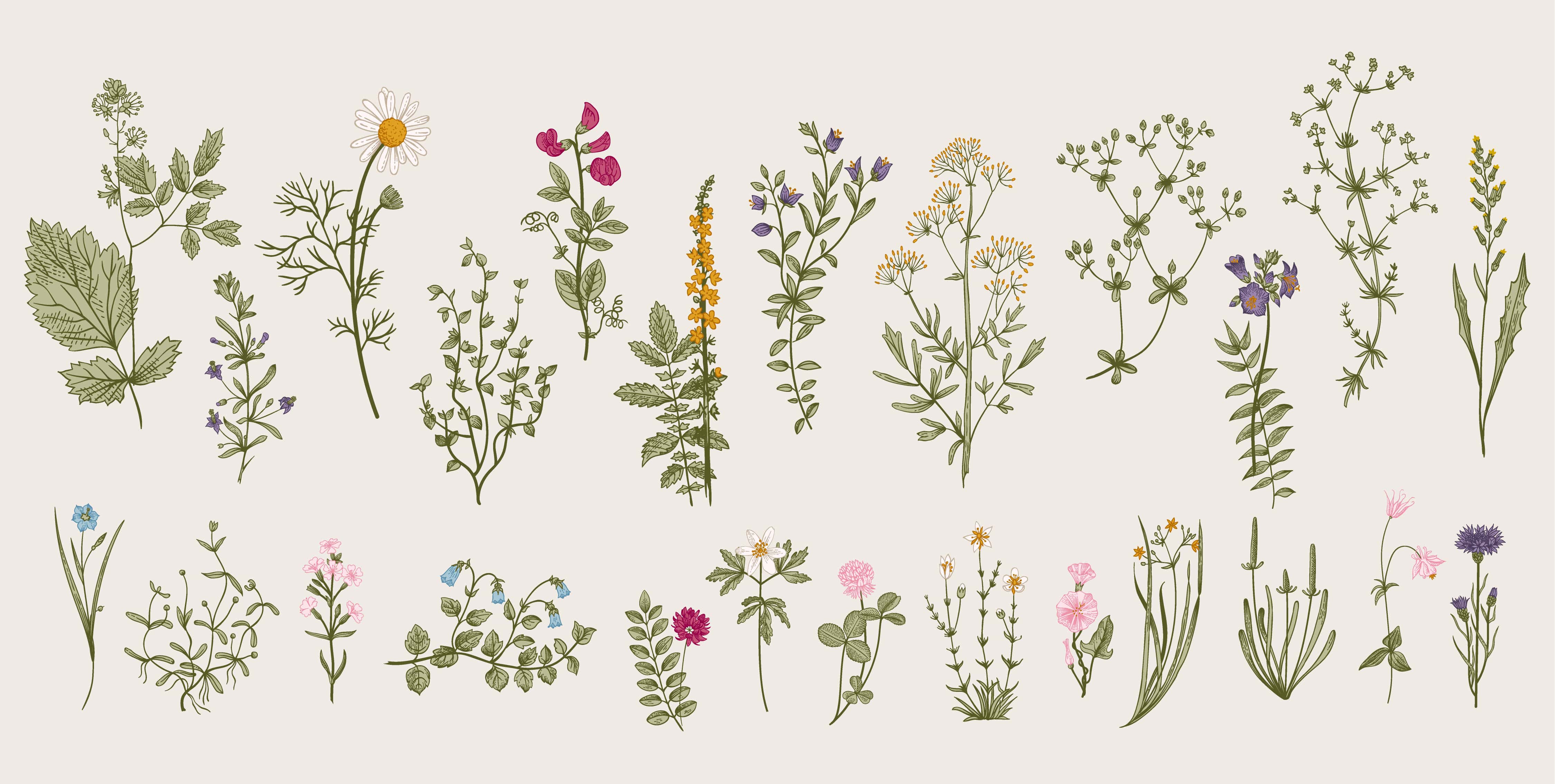 of herbarium specimen image