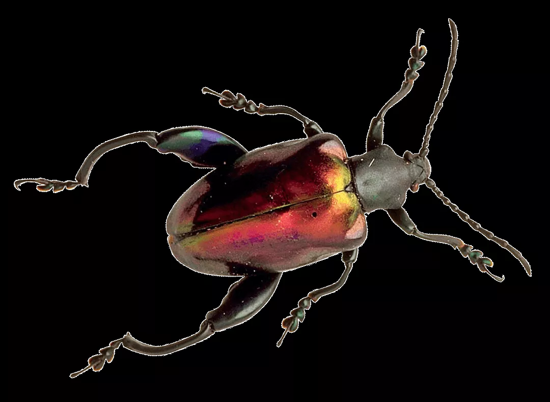 Download Iridescent Beetle Specimen