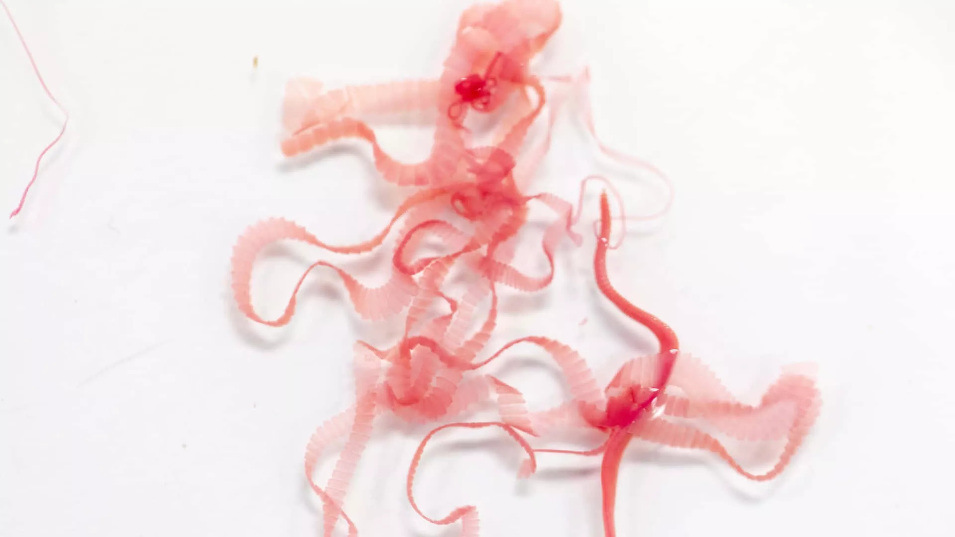 Tapeworm Specimen Extraction Wallpaper