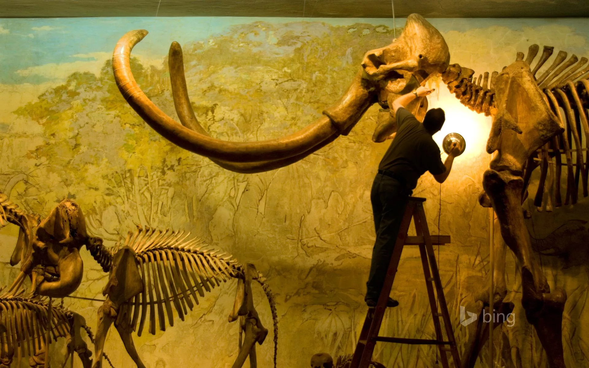 Archie, a Columbian mammoth specimen at