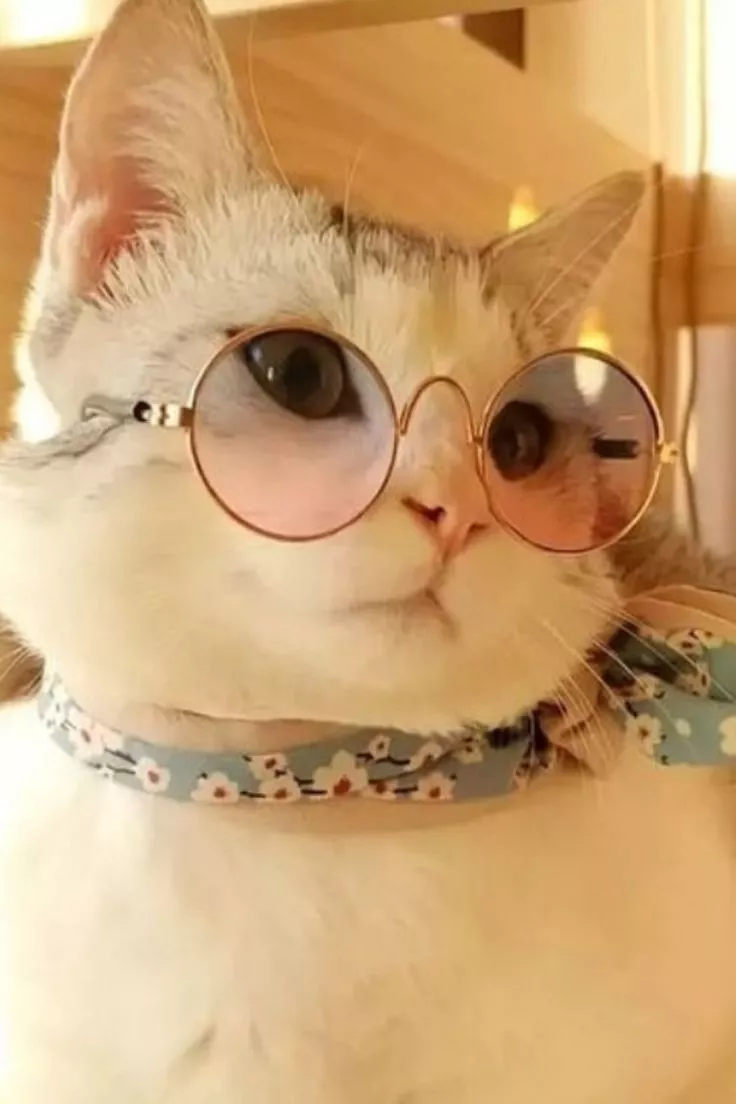 Cute cat wallpaper, Cat aesthetic, Cool pets