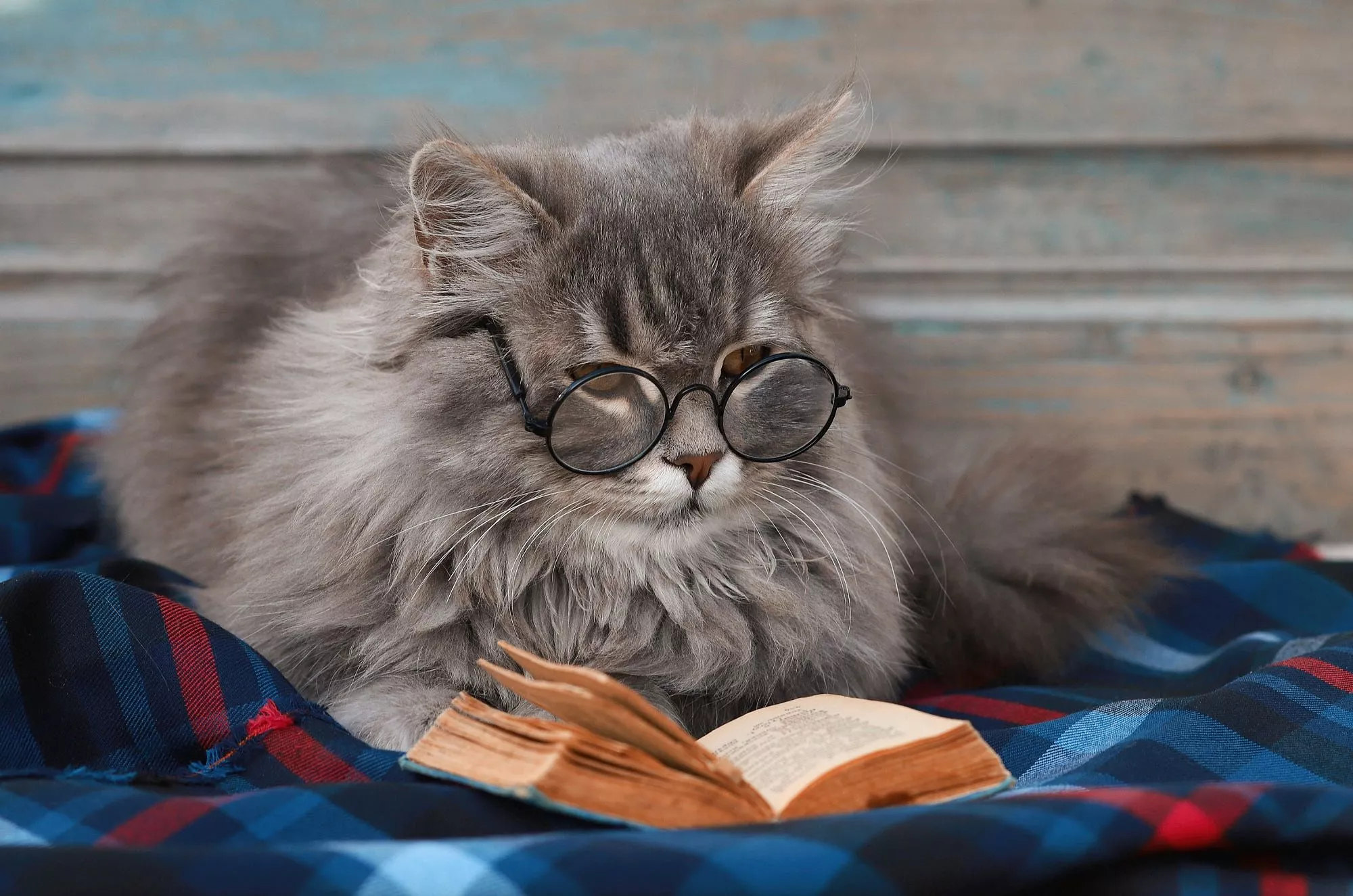 Download Glasses Animal Cat HD Wallpaper