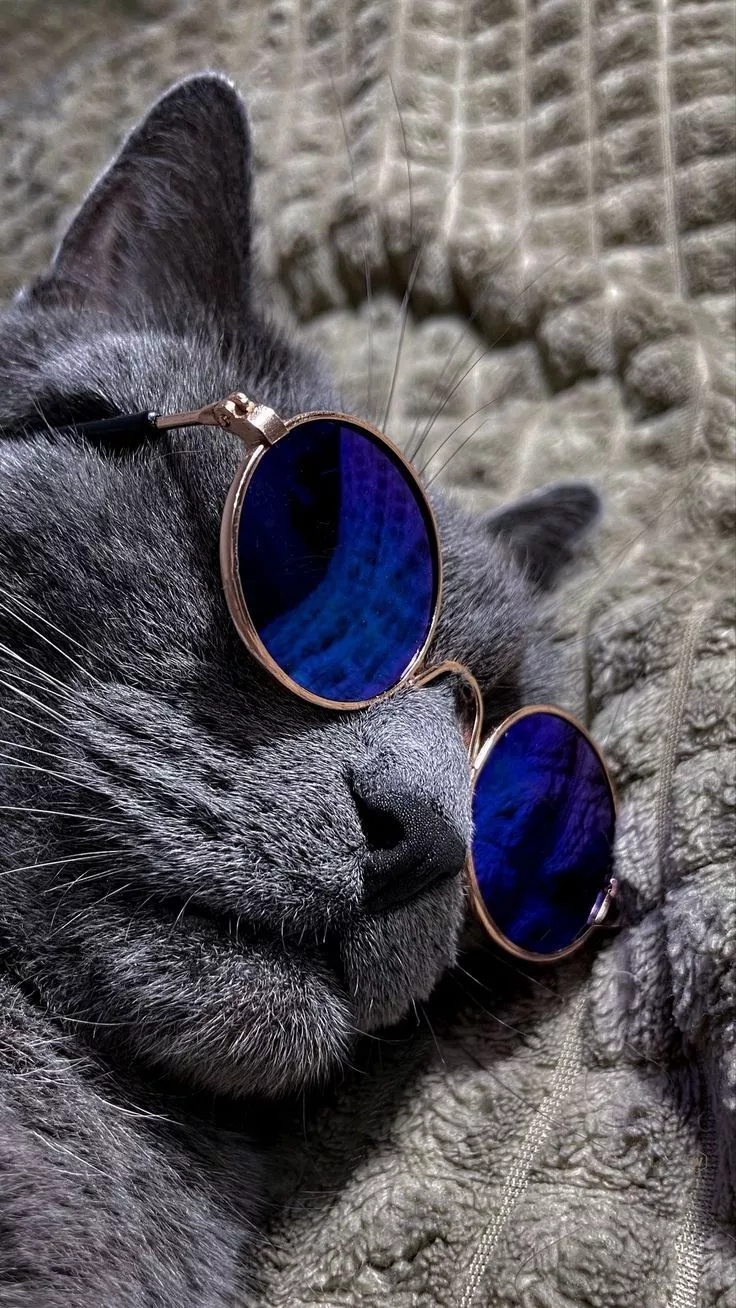 Wallpaper cat, sunglasses, plaid, pet, cool, wallcrafrcat, AI 4K by Anastasmile. Download wallpaper cat, sunglasses, plaid, pet, cool, wallcrafrcat for free
