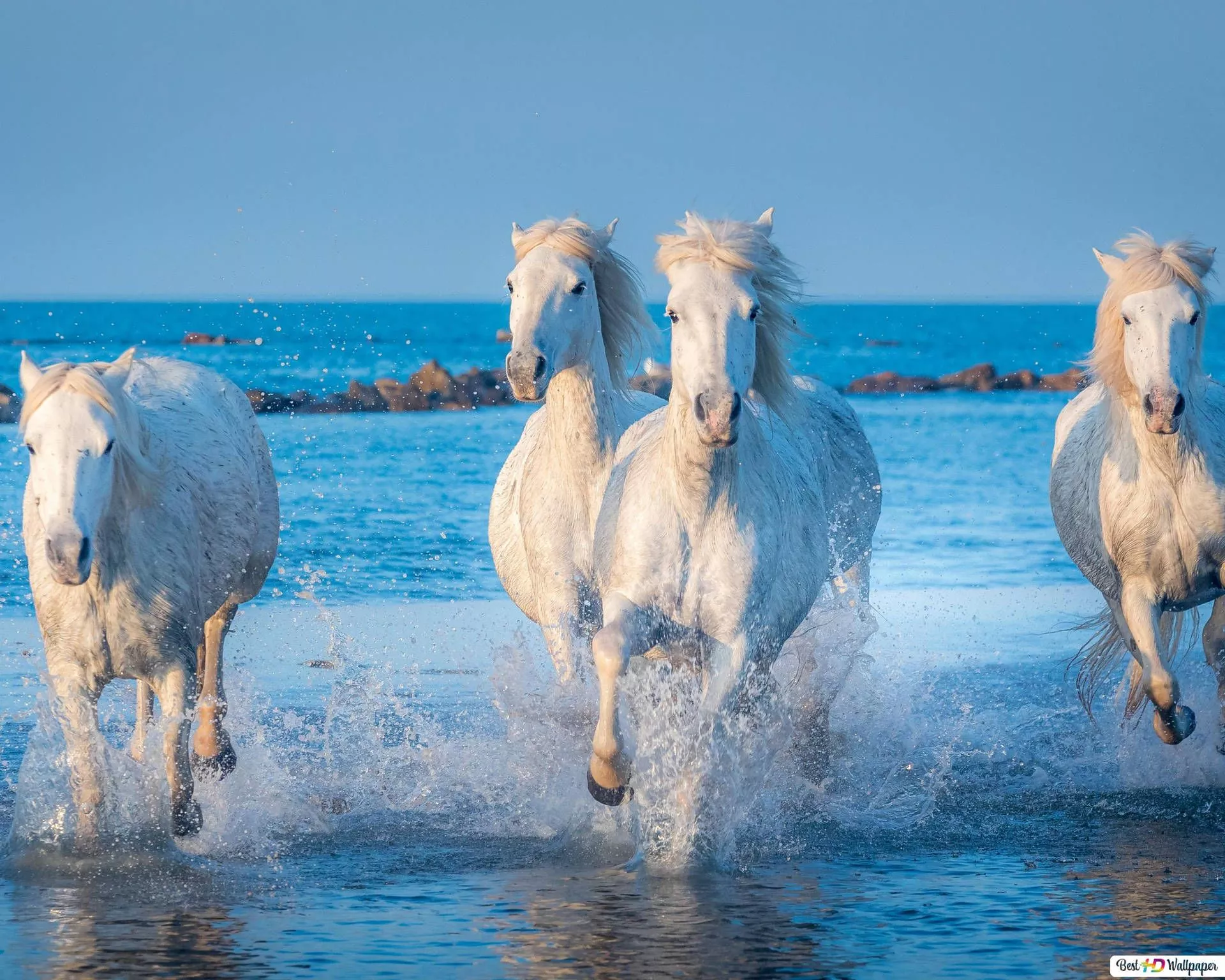 White Horses On Water Wallpaper