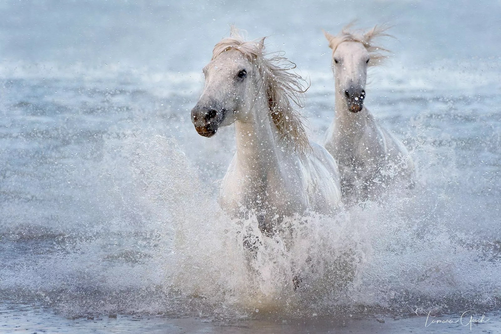 Camargue Horses in Water. France
